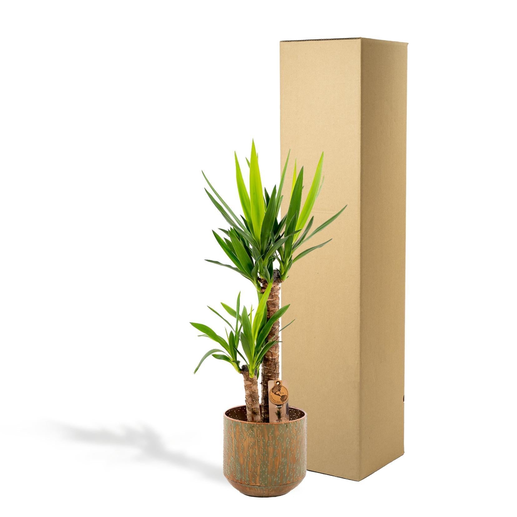 Yucca mit Ziertopf online bestellen