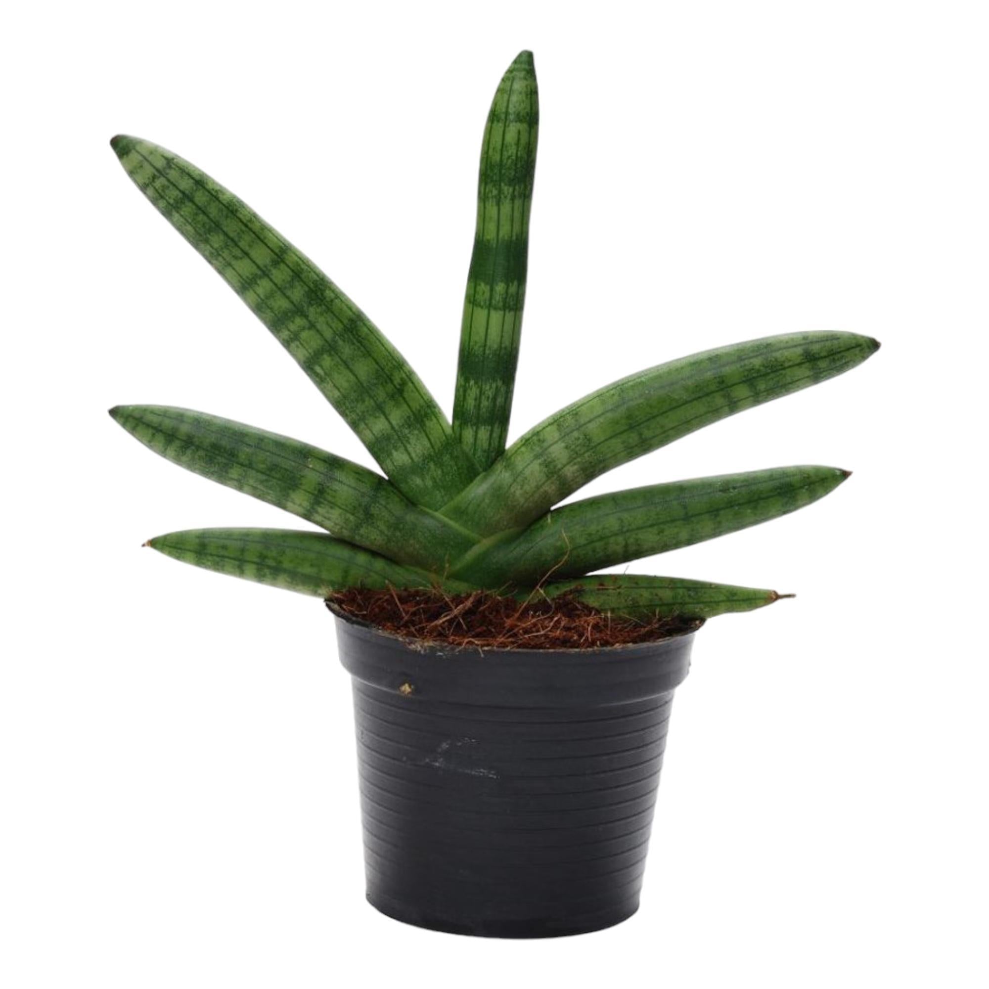 Sansevieria Skyline kaufen