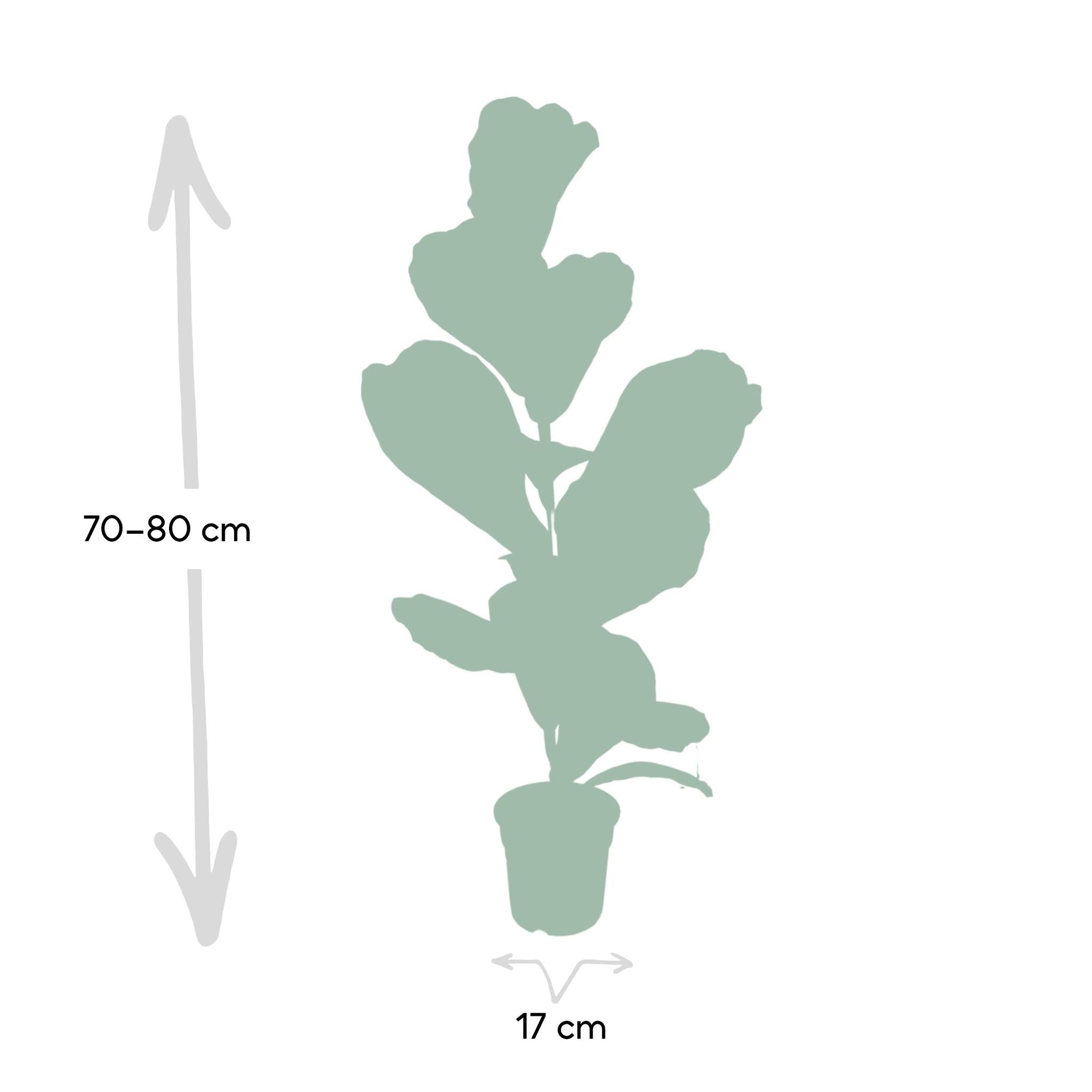 Ficus Lyrata (Geigenfeige) bestellen