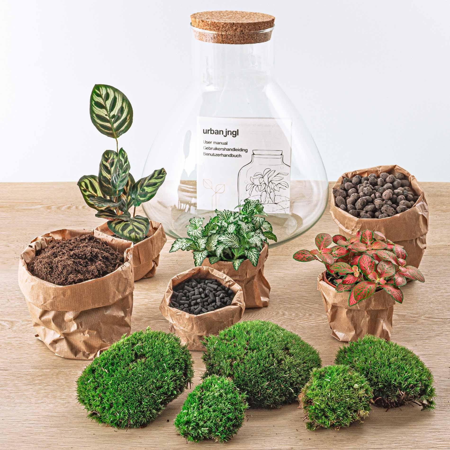 DIY terrarium de plantas Sam XL