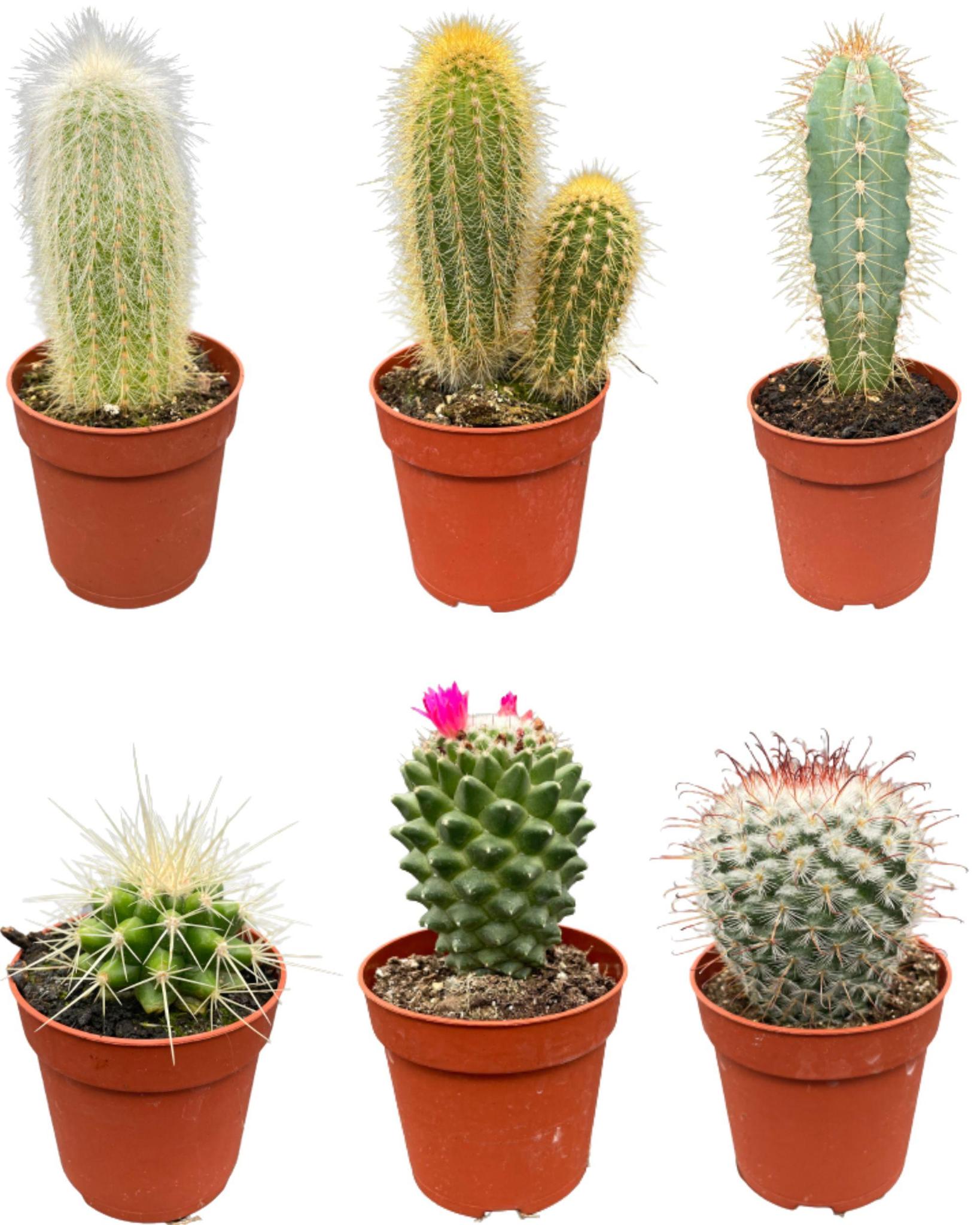 Cactus Mix