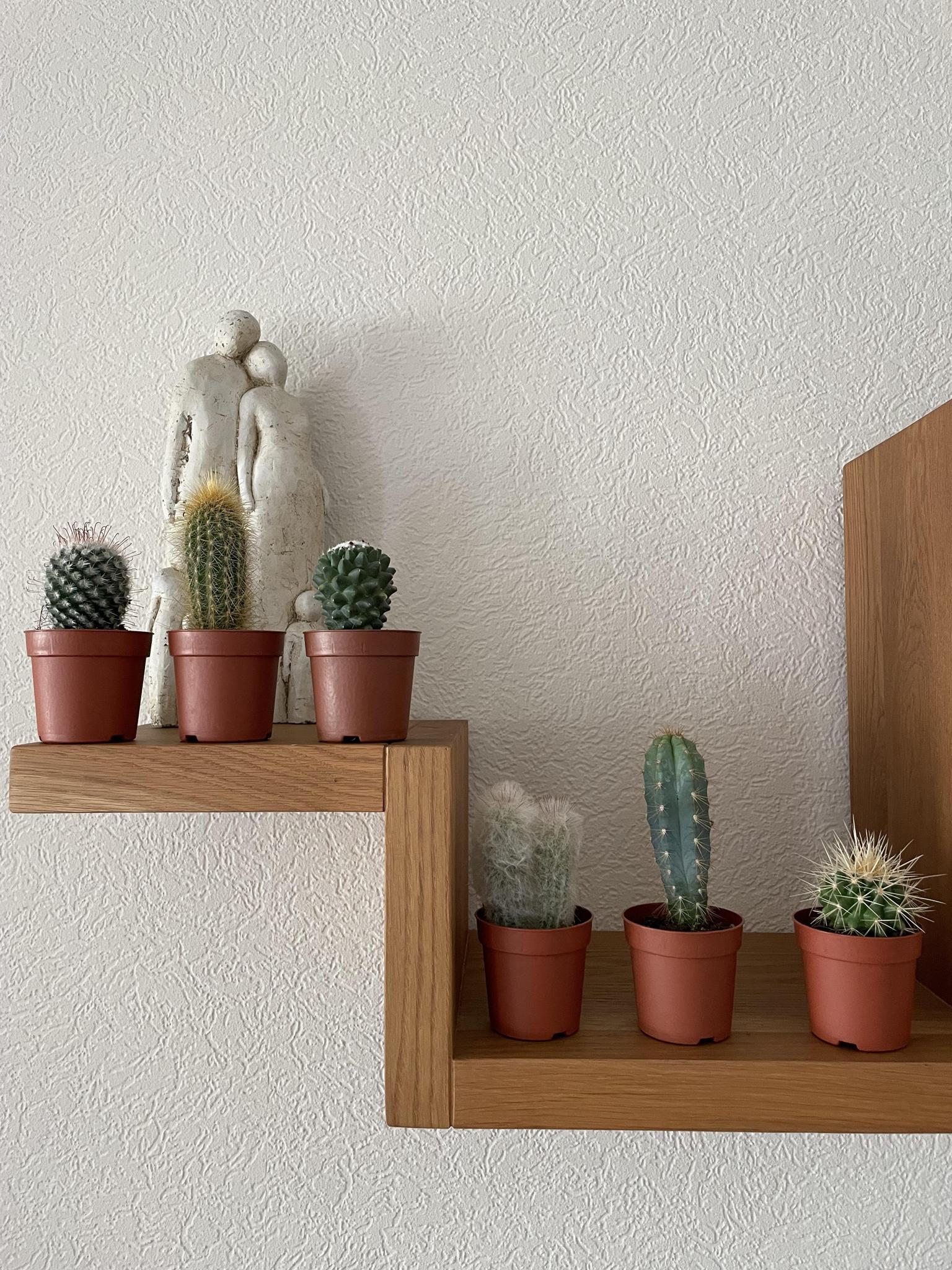 Cactus Mix kaufen