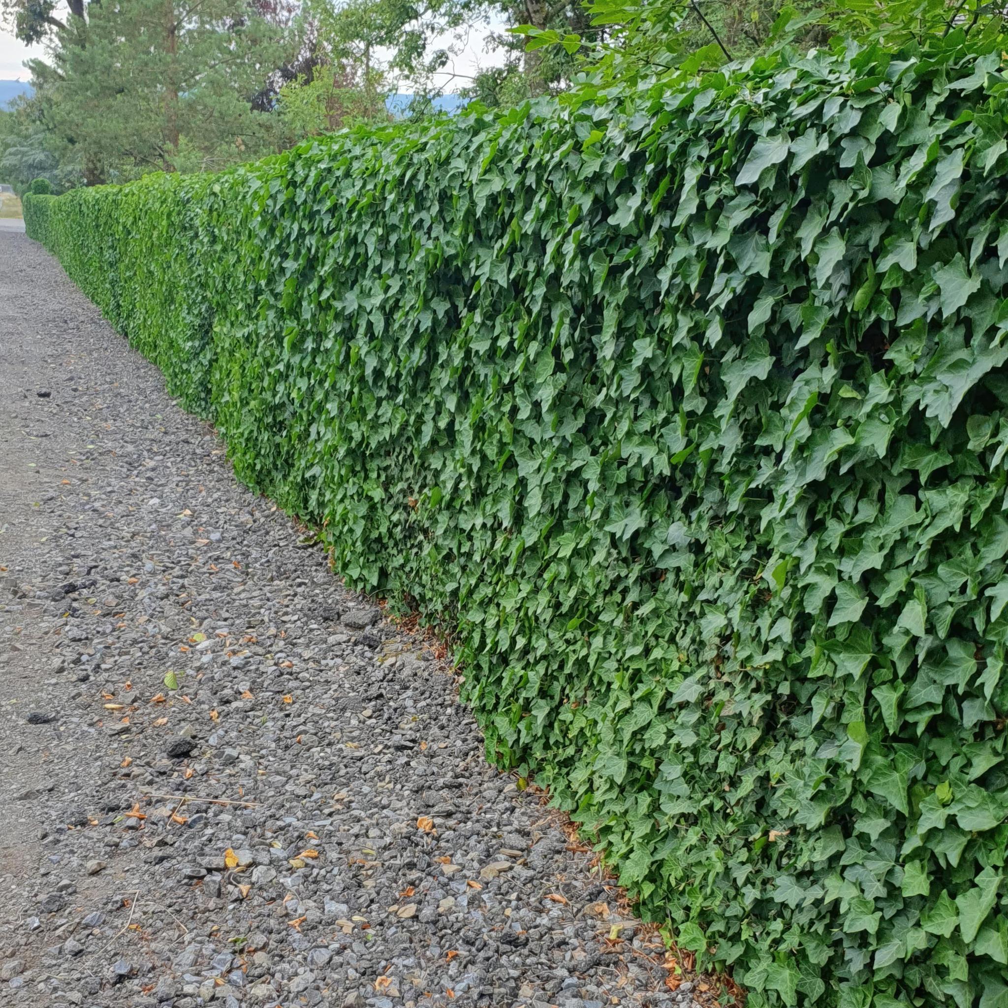 Irisches Efeu „Hedera Hibernica“