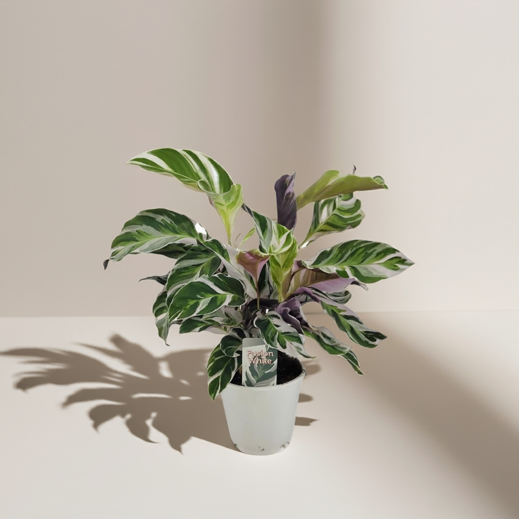 Calathea White Fusion