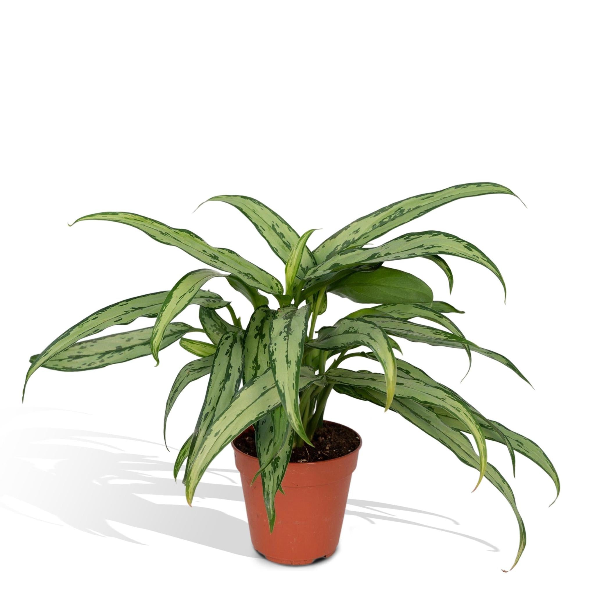 Aglaonema Cutlass (Kolbenfaden) - Urbangreen Store