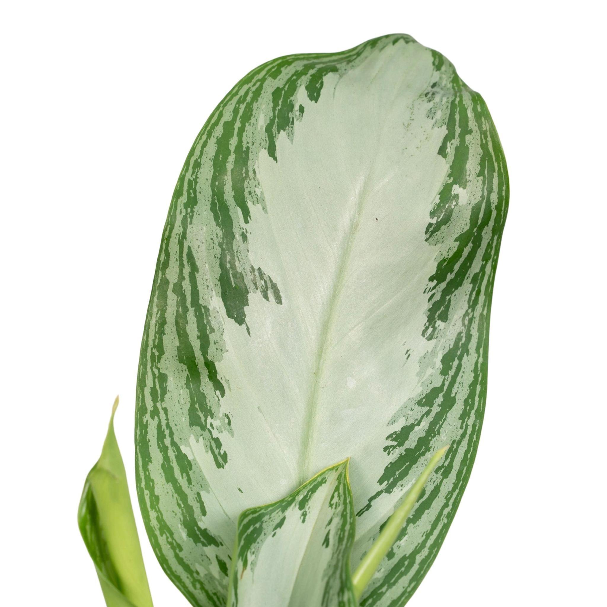 Aglaonema Silver Bay - Urbangreen Store