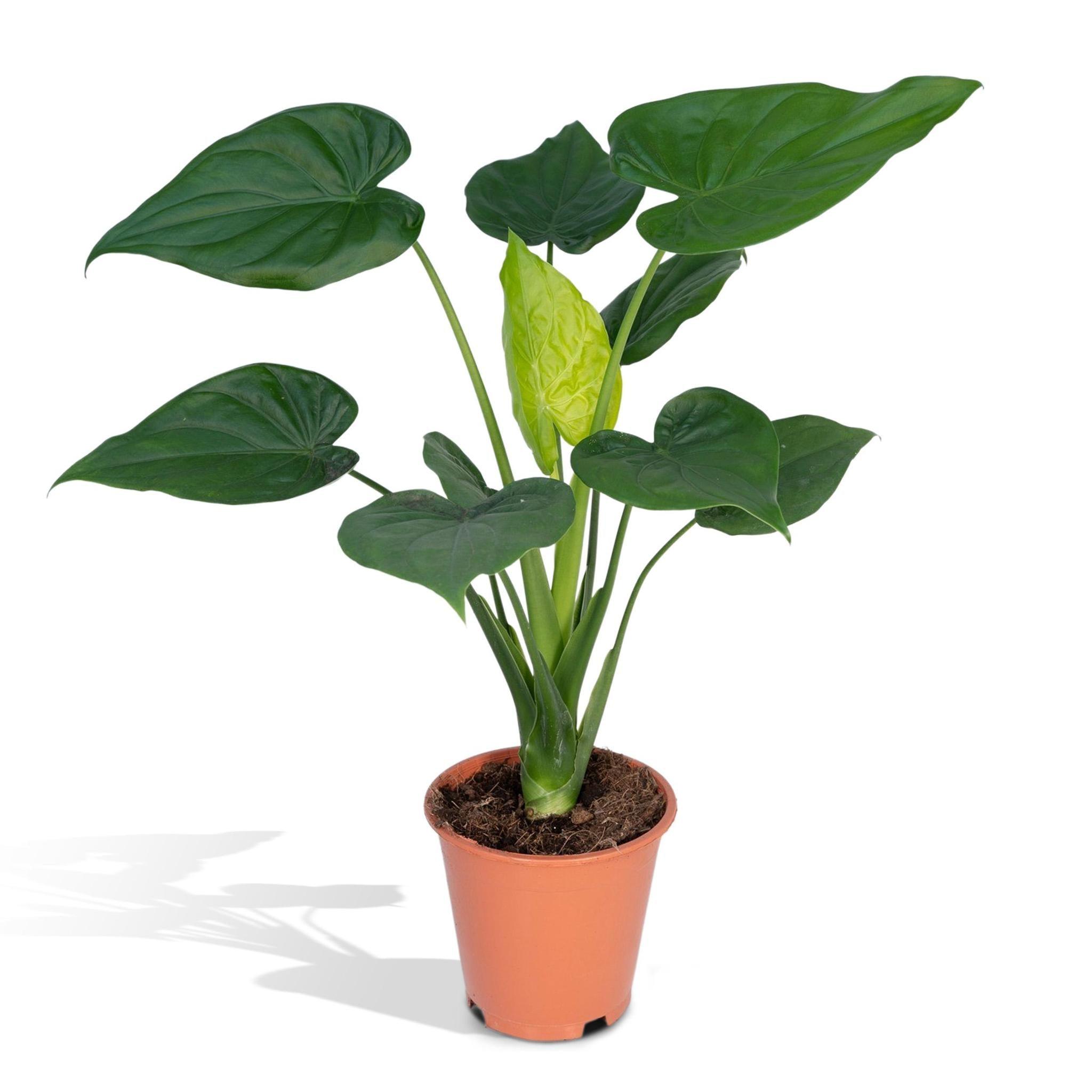 Alocasia Cucullata (Pfeilblatt) - Urbangreen Store