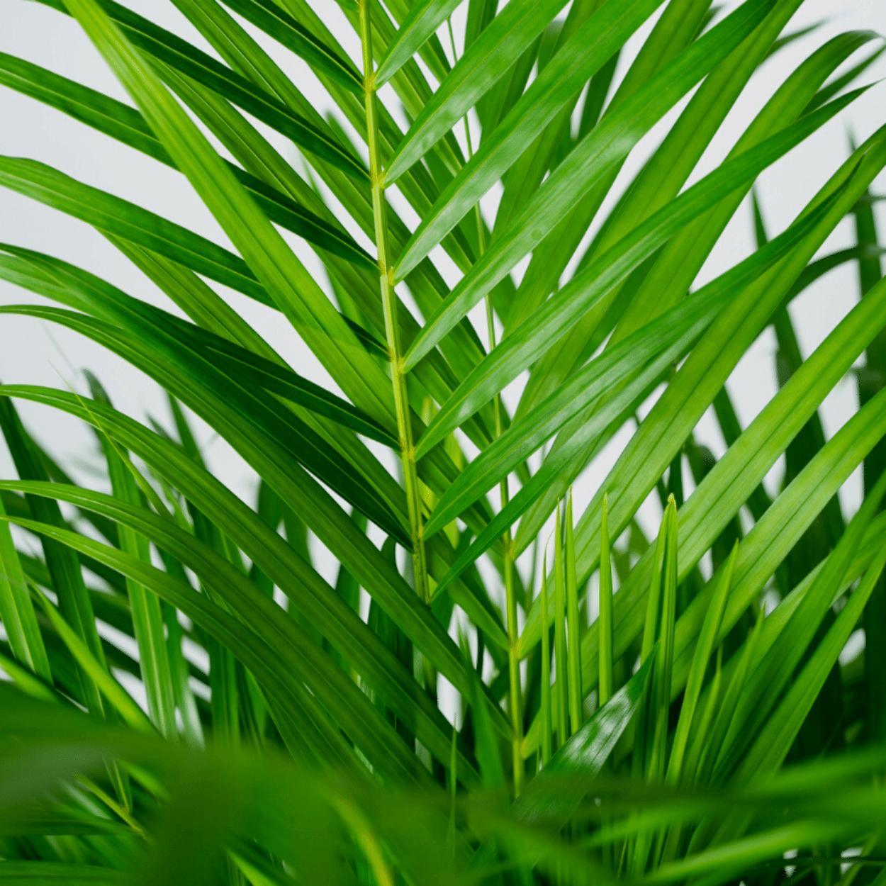 Areca Palme XL (Dypsis Lutescens) - Urbangreen Store