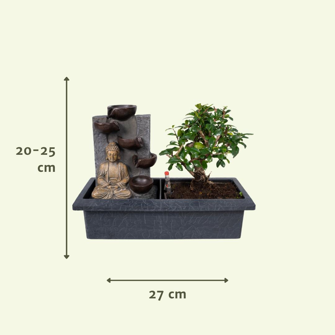 Bonsai mit Wasserfall - Buddha - Urbangreen Store