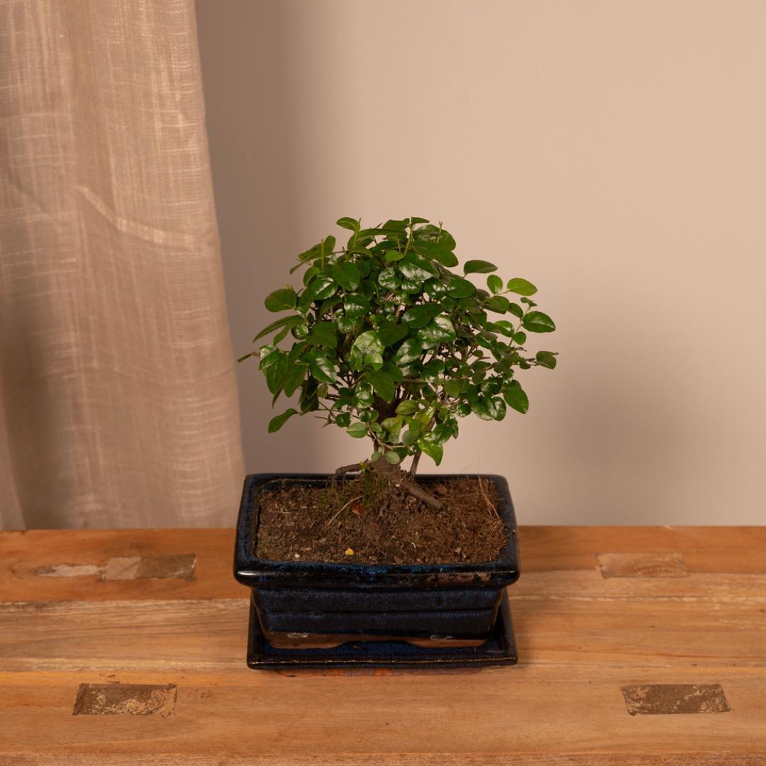 Bonsai Sageretia theezans - Urbangreen Store