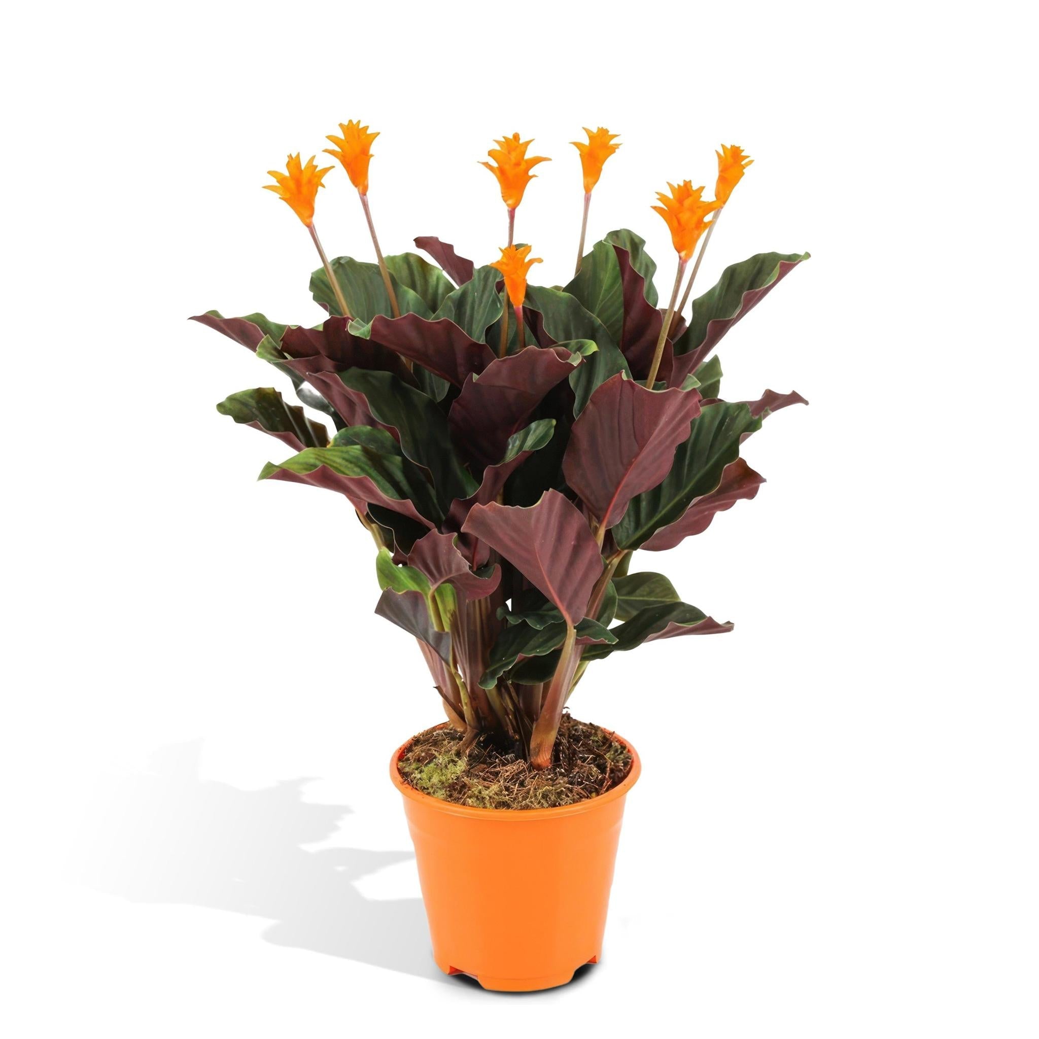 Calathea Crocata - Urbangreen Store