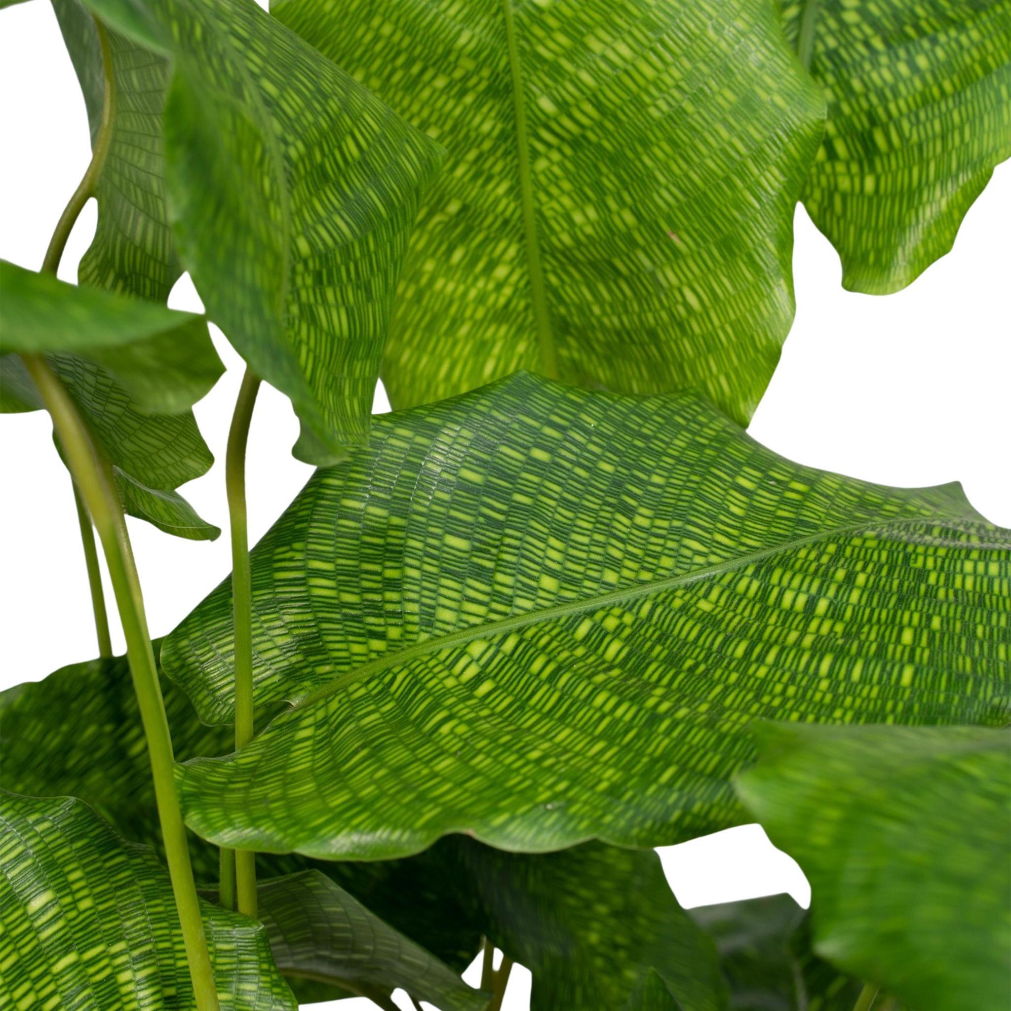 Calathea Network - Urbangreen Store