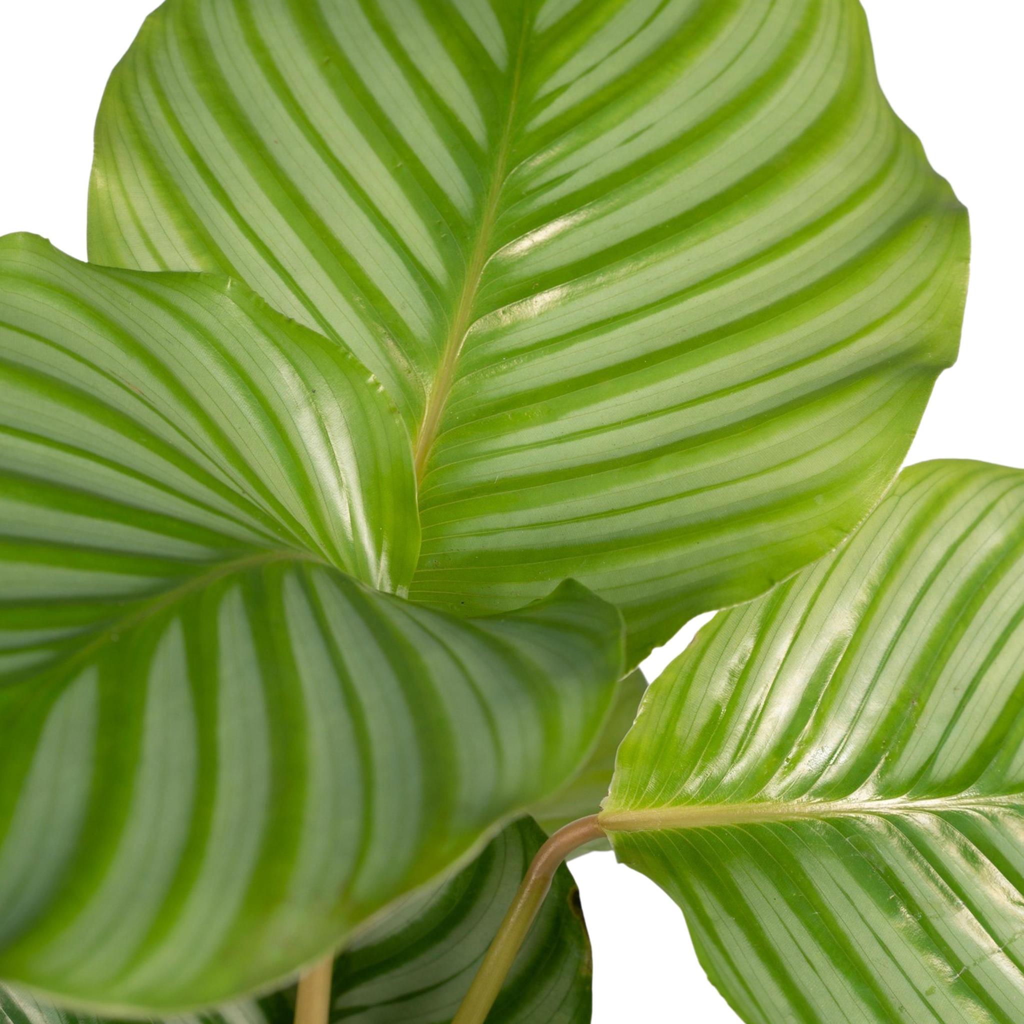 Calathea Orbifolia - Urbangreen Store