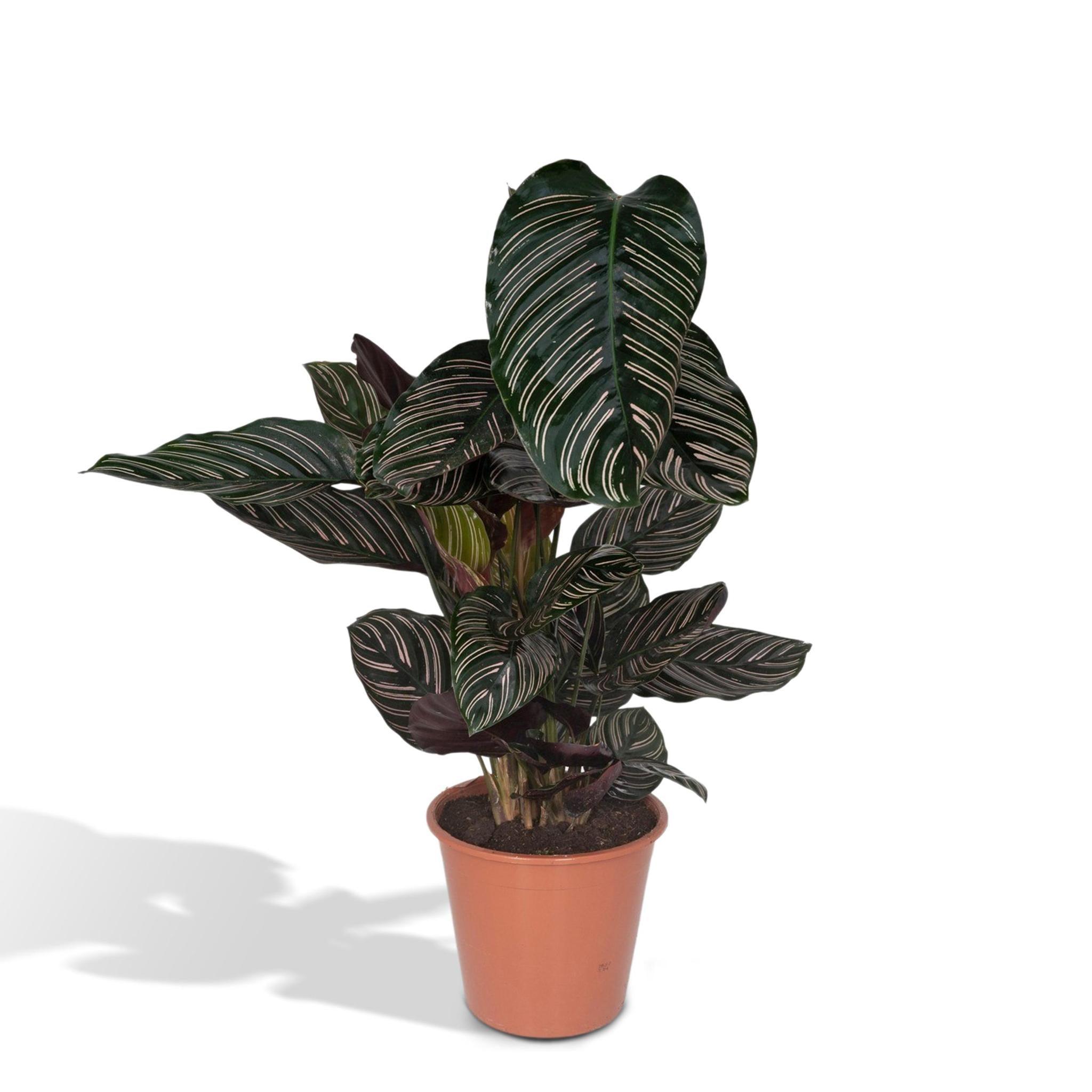 Calathea Ornata - Urbangreen Store