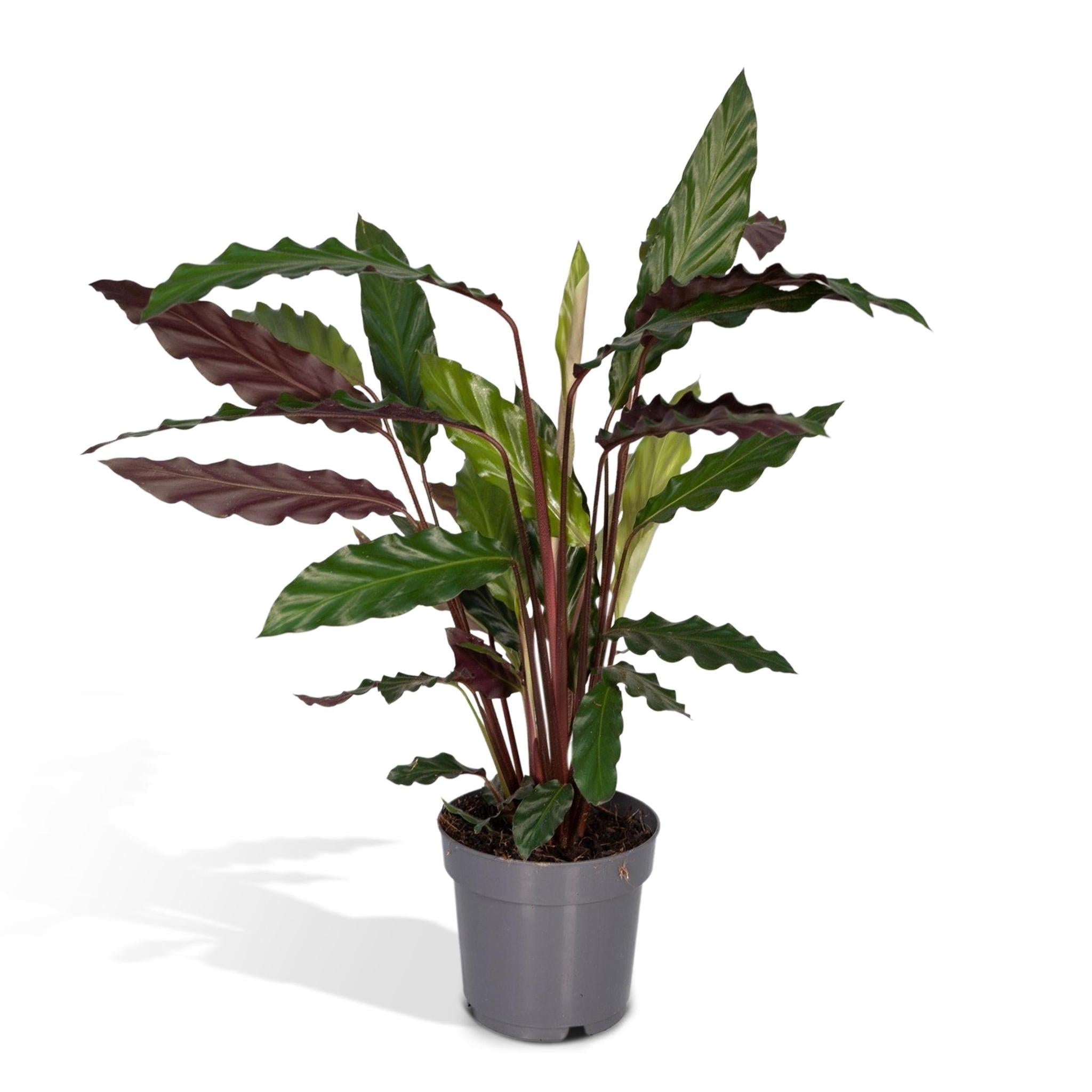 Calathea Rufibarba - Urbangreen Store