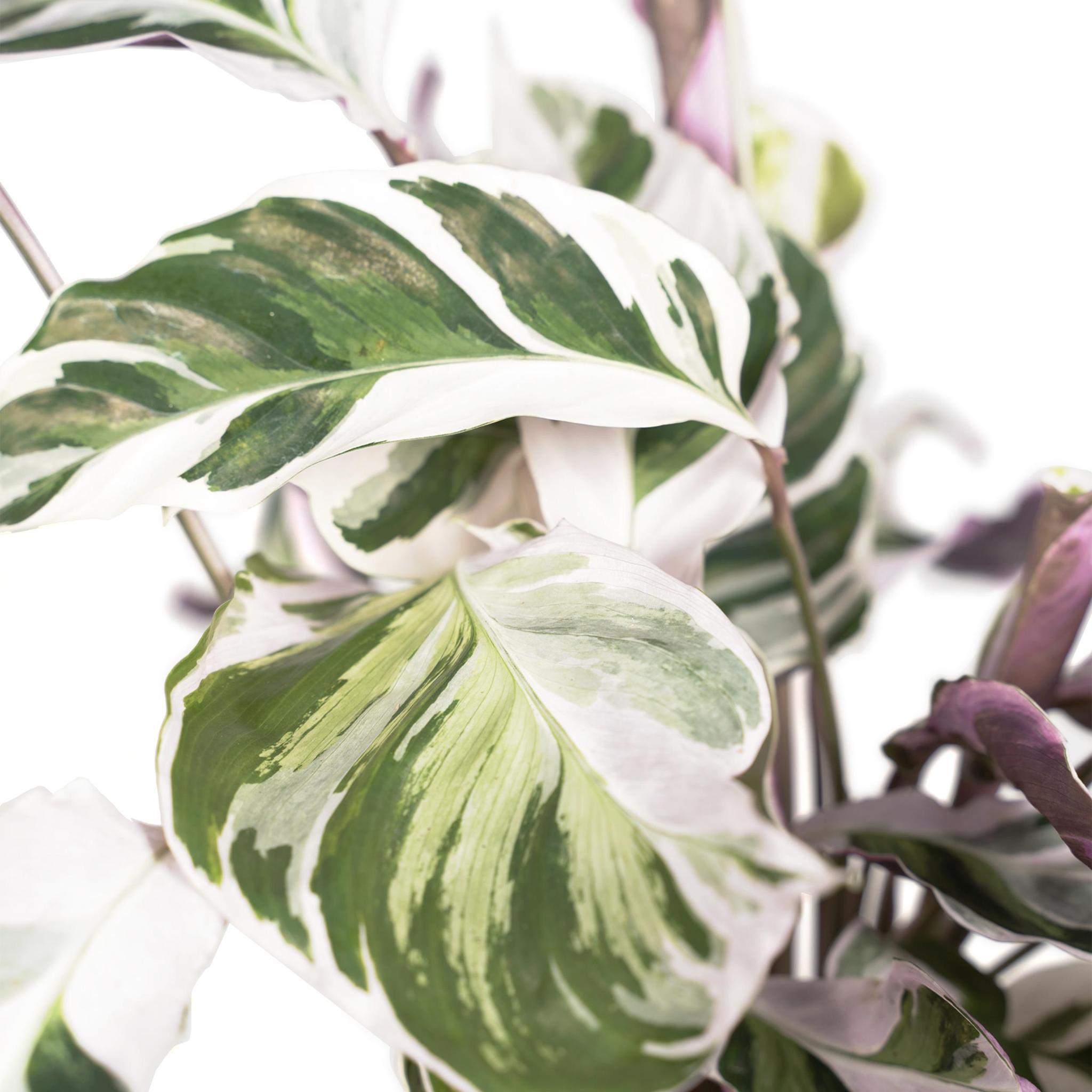 Calathea White Fusion - Urbangreen Store