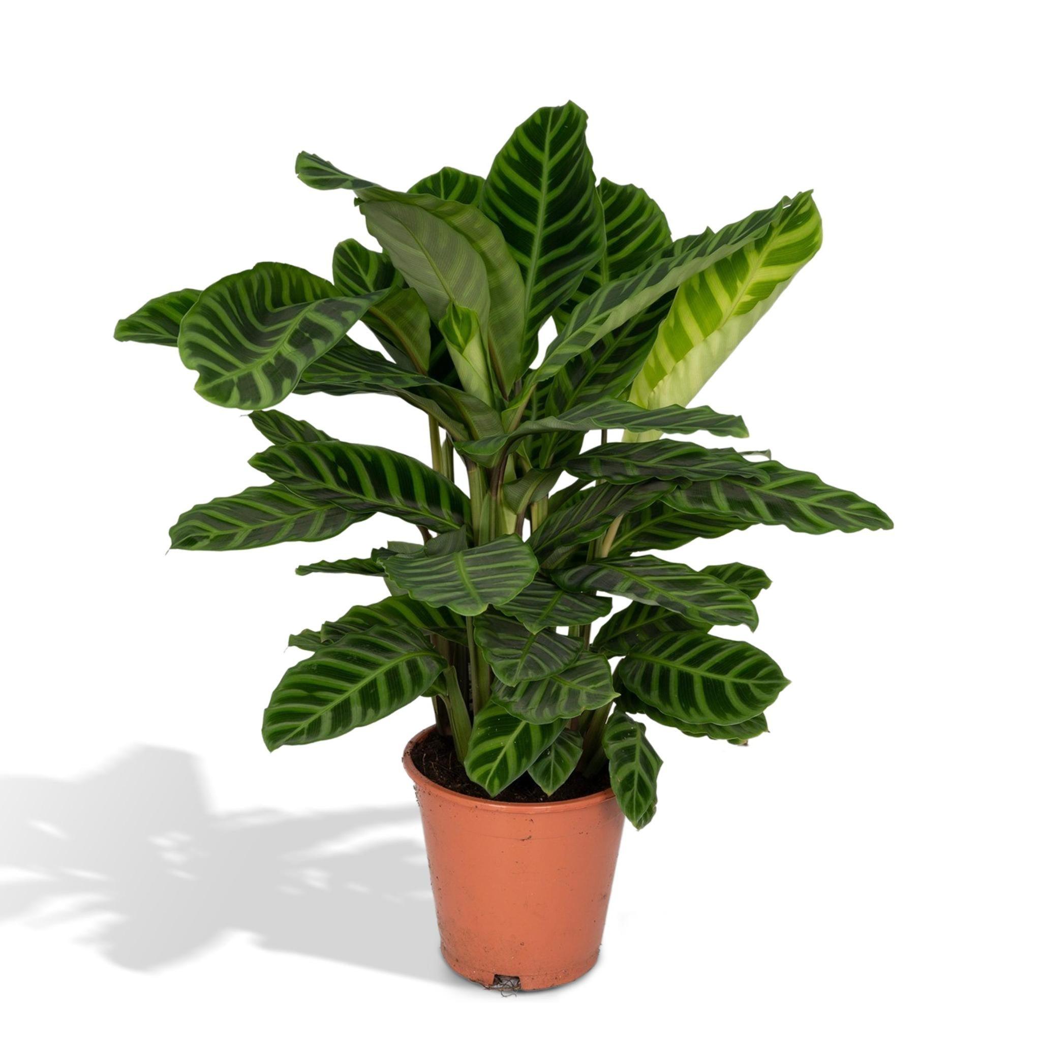 Calathea Zebrina - Urbangreen Store