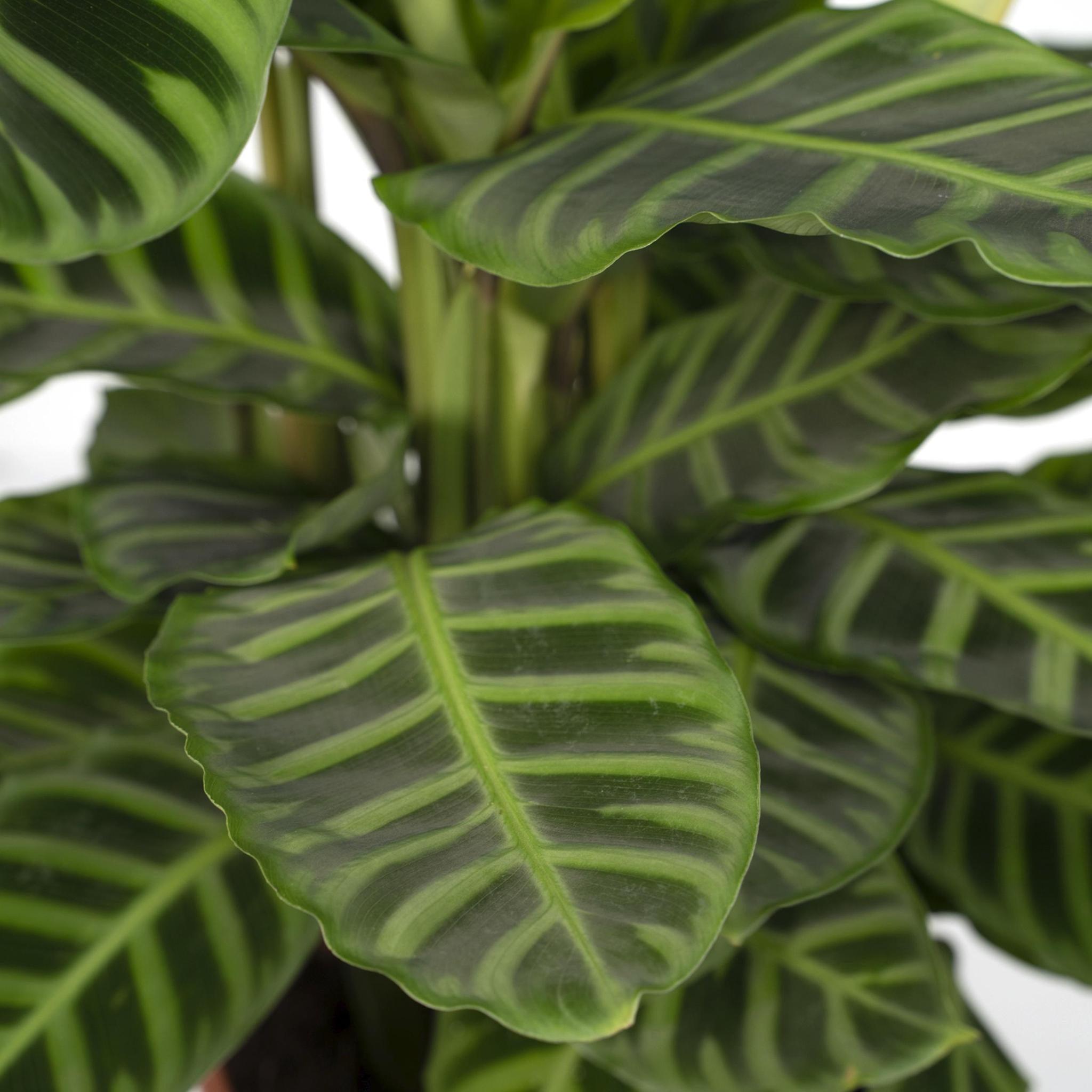 Calathea Zebrina - Urbangreen Store