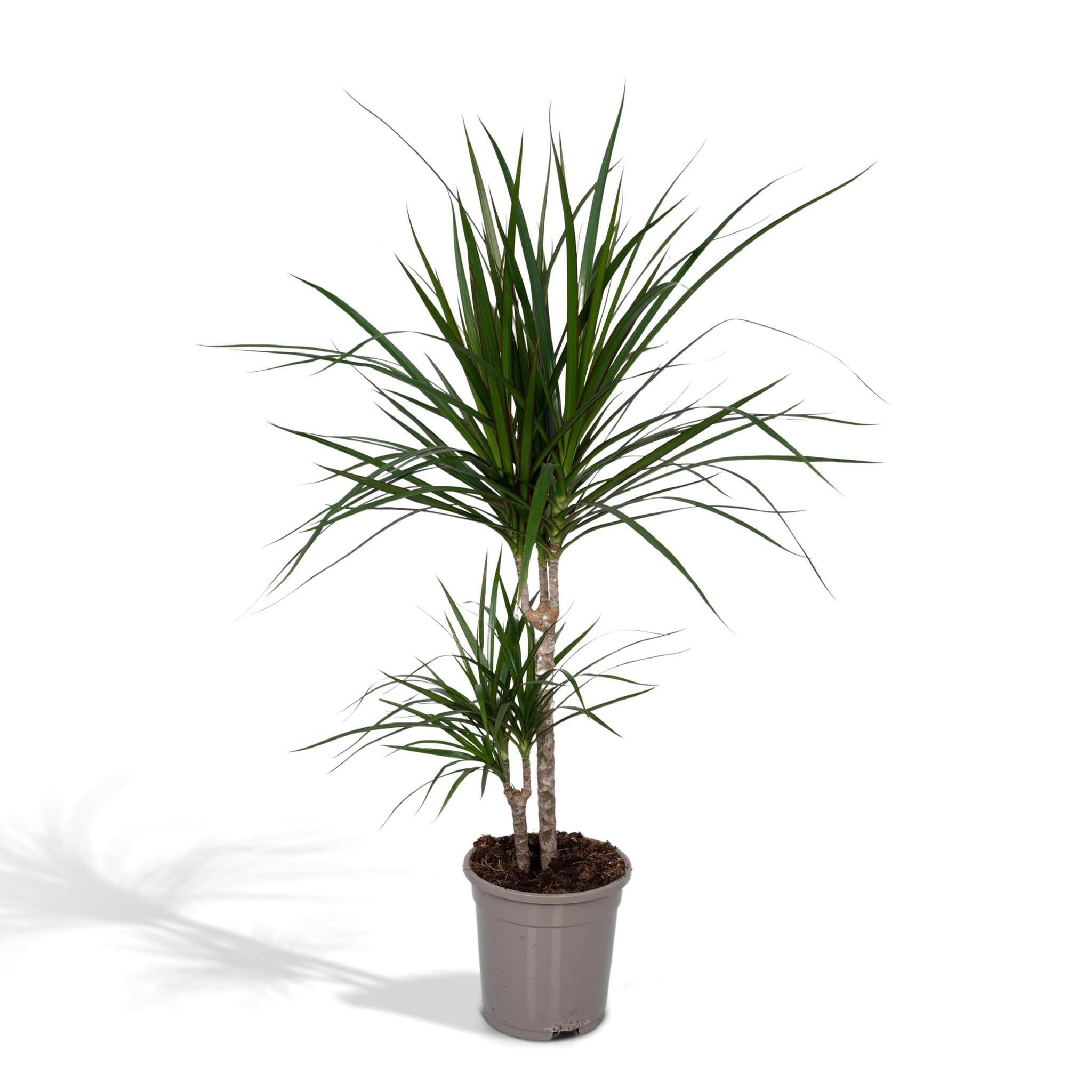 Drachenbaum L (Dracaena Marginata) - Urbangreen Store