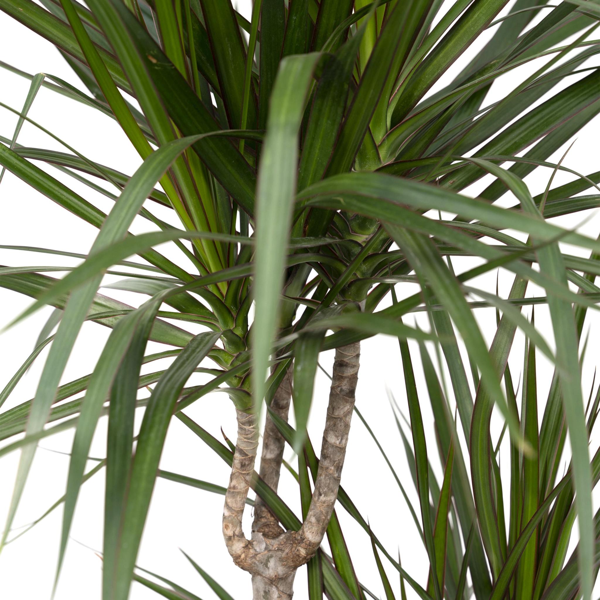 Drachenbaum XL (Dracaena Marginata) - Urbangreen Store