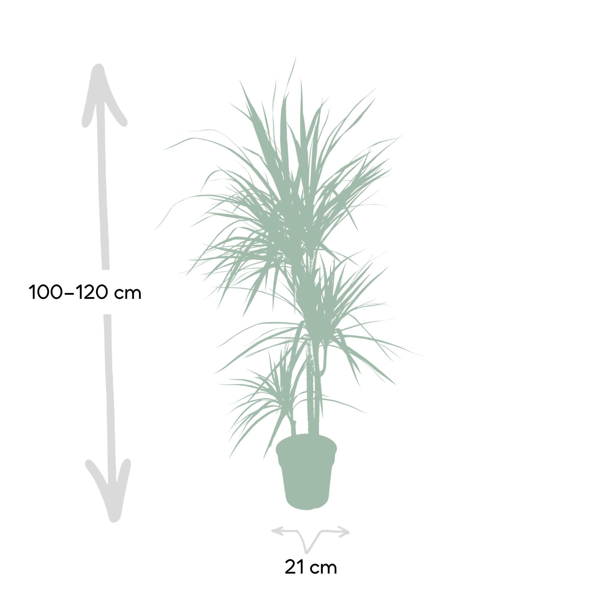 Drachenbaum XL (Dracaena Marginata) - Urbangreen Store