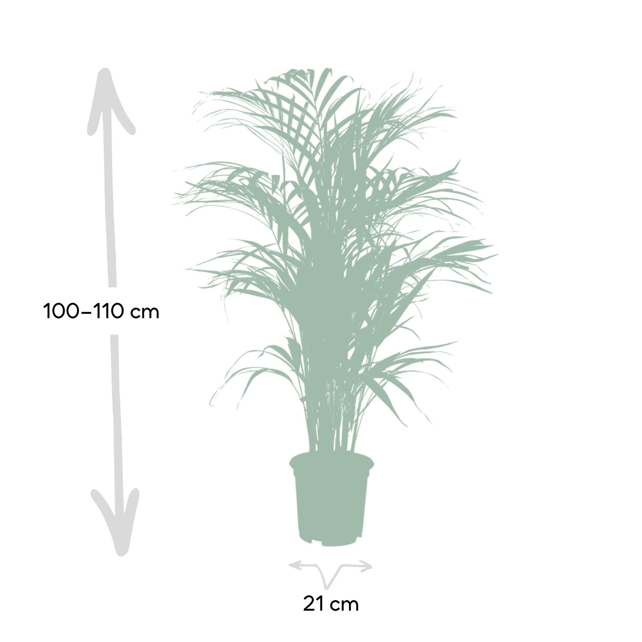 Dypsis Lutescens L (Areca Palme) - Urbangreen Store