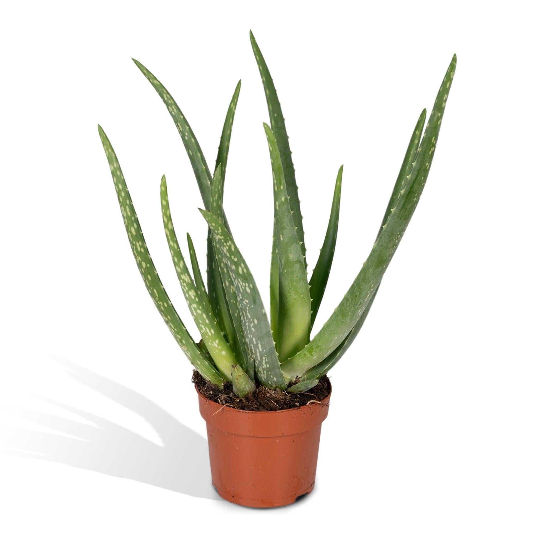 Echte Aloe (Aloe vera) - Urbangreen Store