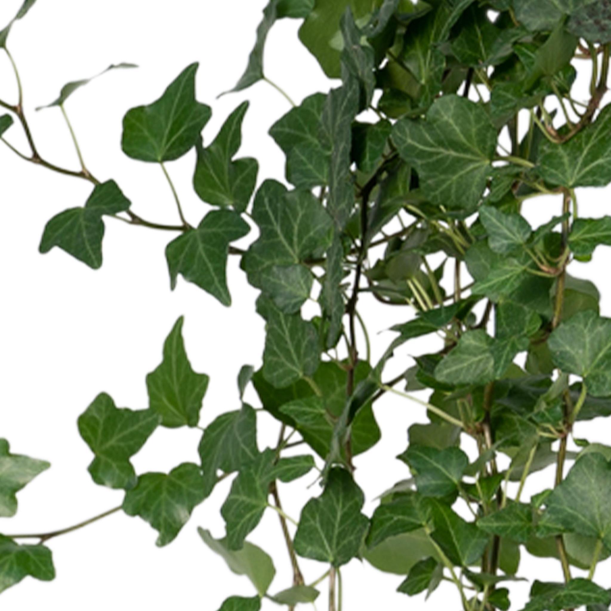 Efeu (Hedera Helix Wonder) - Urbangreen Store