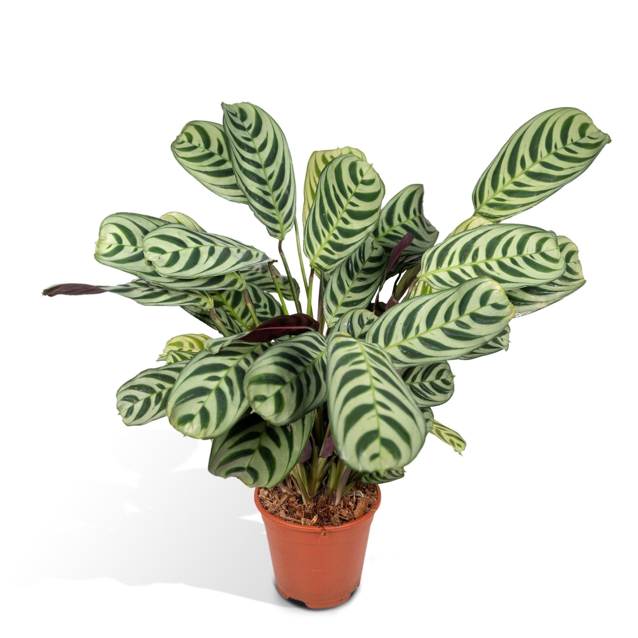 Korbmarante (Ctenanthe Amabilis) - Urbangreen Store