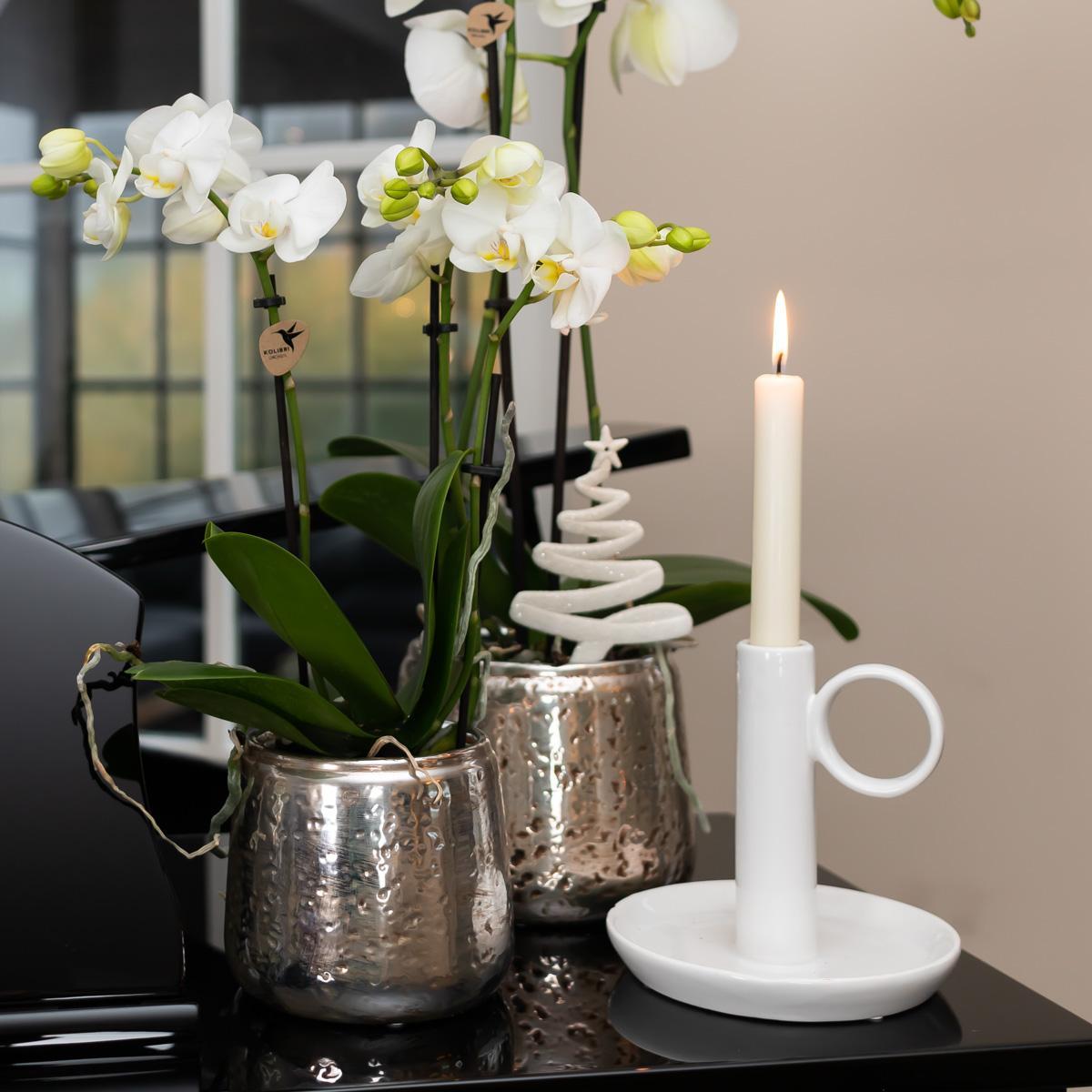 Weiße Phalaenopsis-Orchidee - Amabilis + Luxus-Dekotopf silber