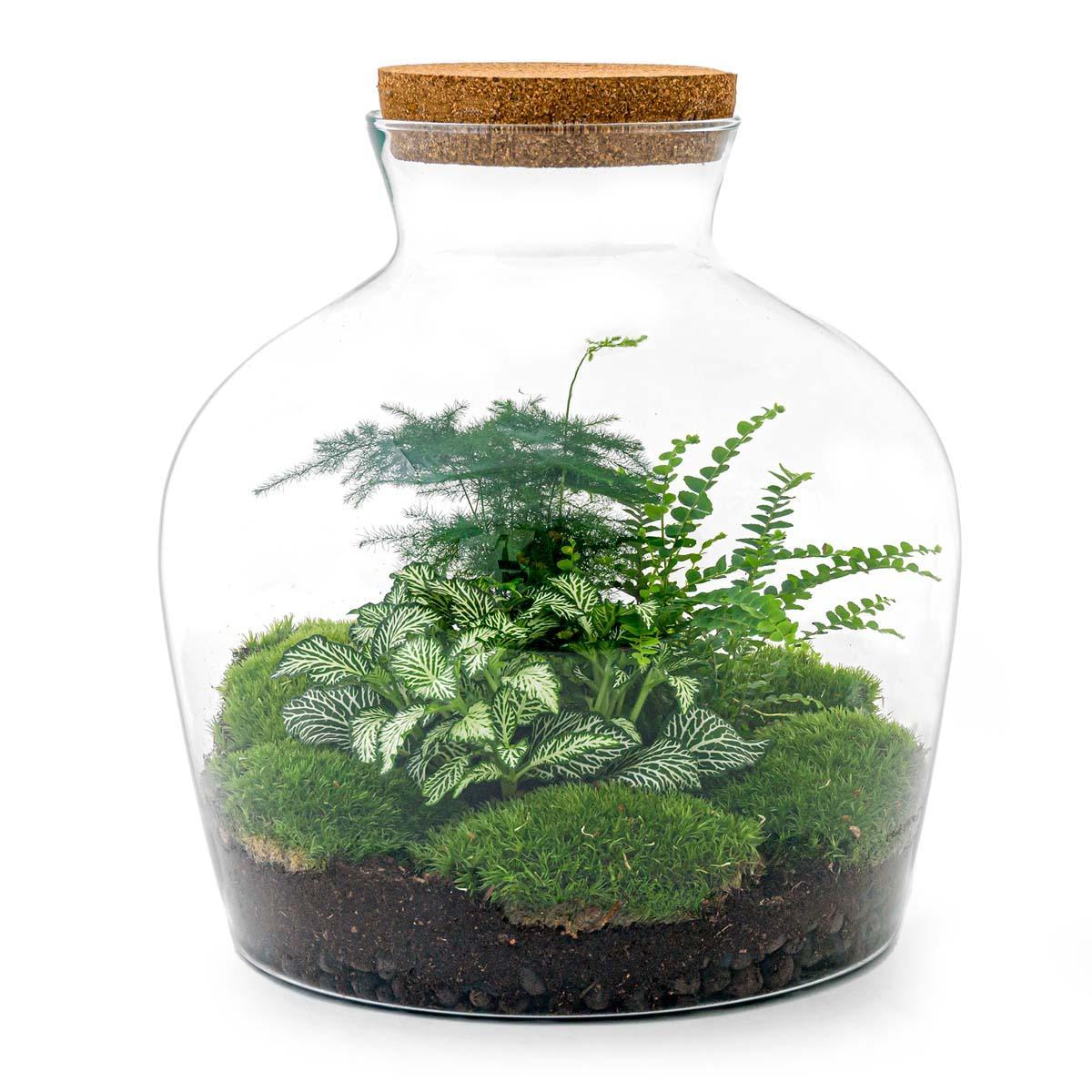 DIY terrarium - Fat Joe Groen