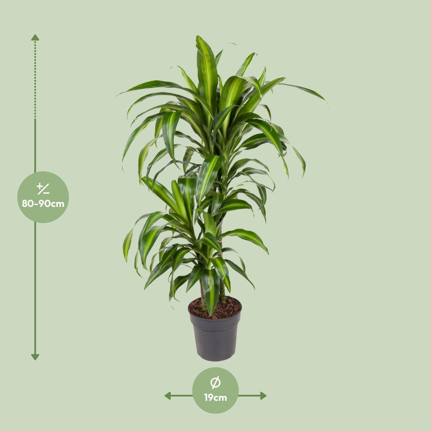 Dracaena Hawaiiana besteellen