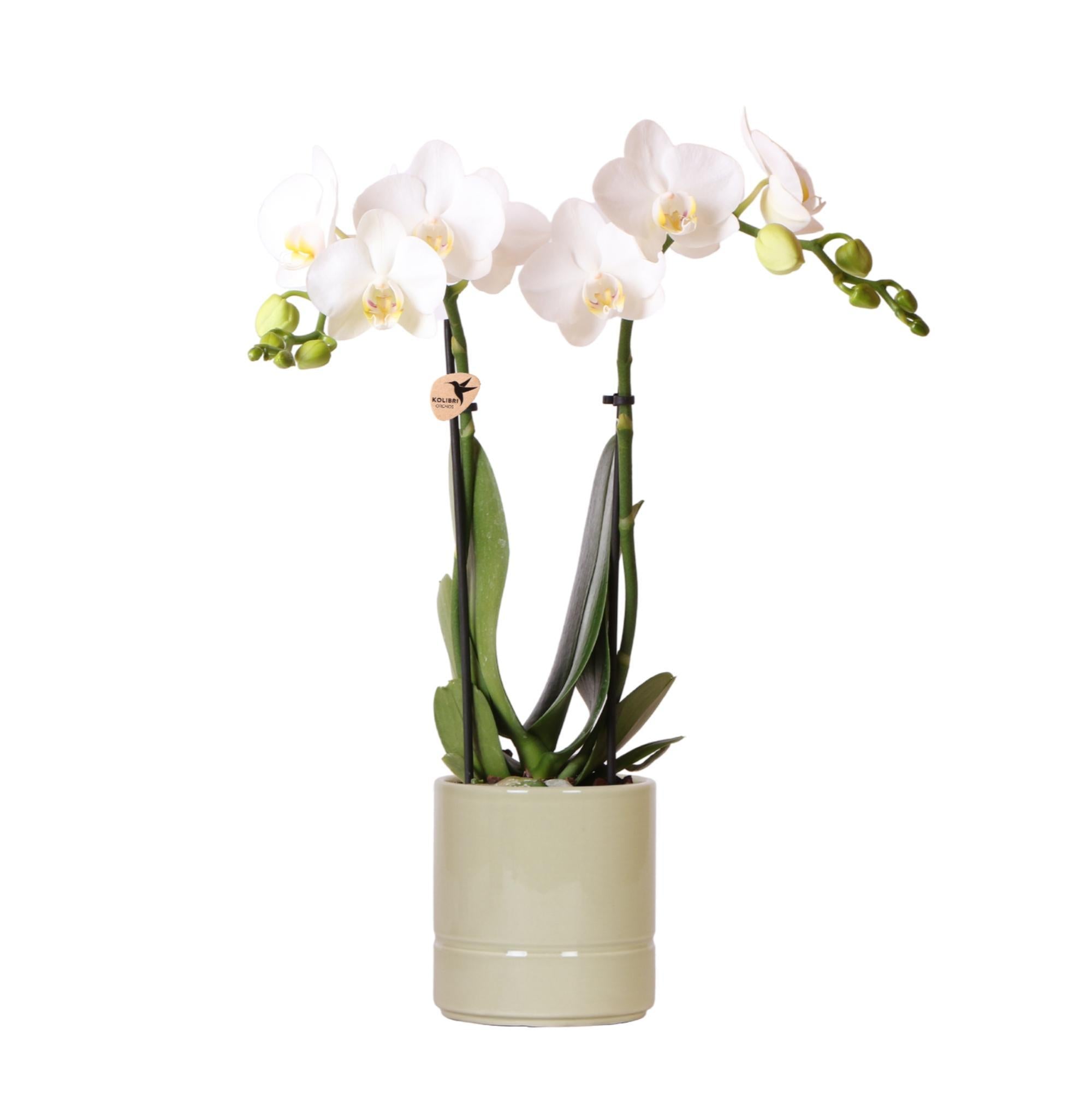 Orchidée Phalaenopsis blanche + Topf