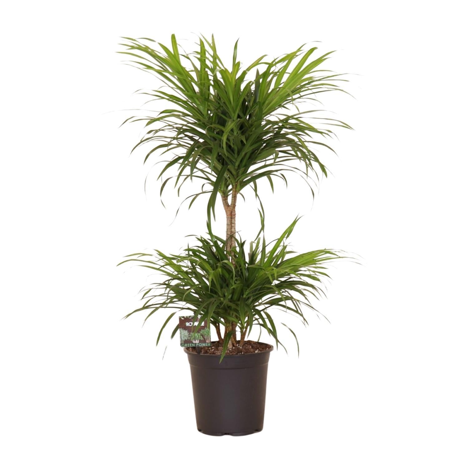 Dracaena "Reflexa Anita Variegata" kaufen