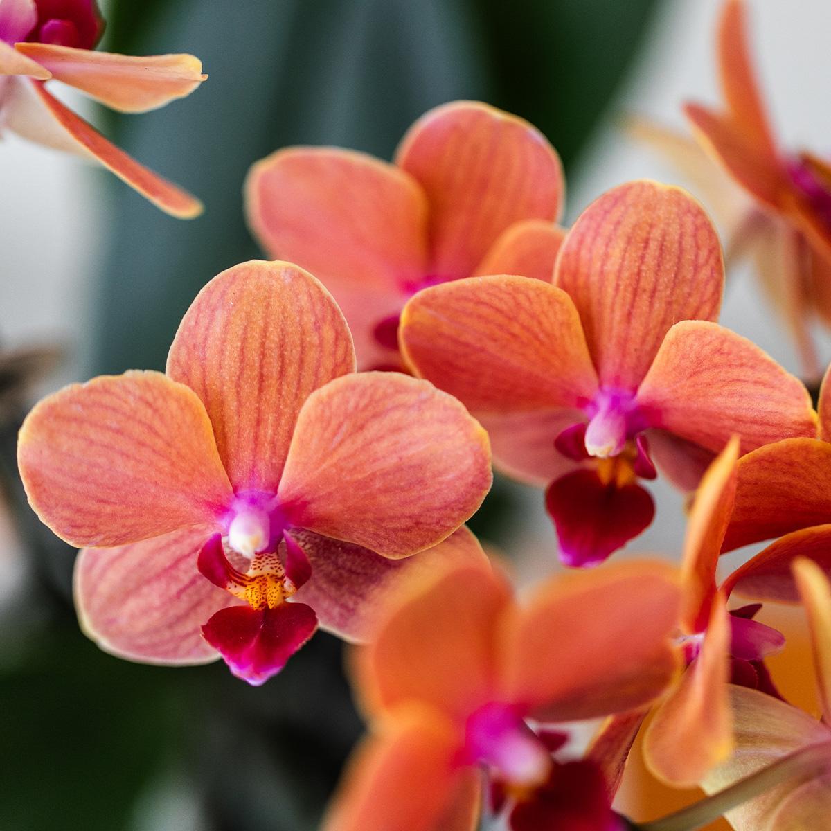 Orangene Phalaenopsis-Orchidee im Bubble Topf