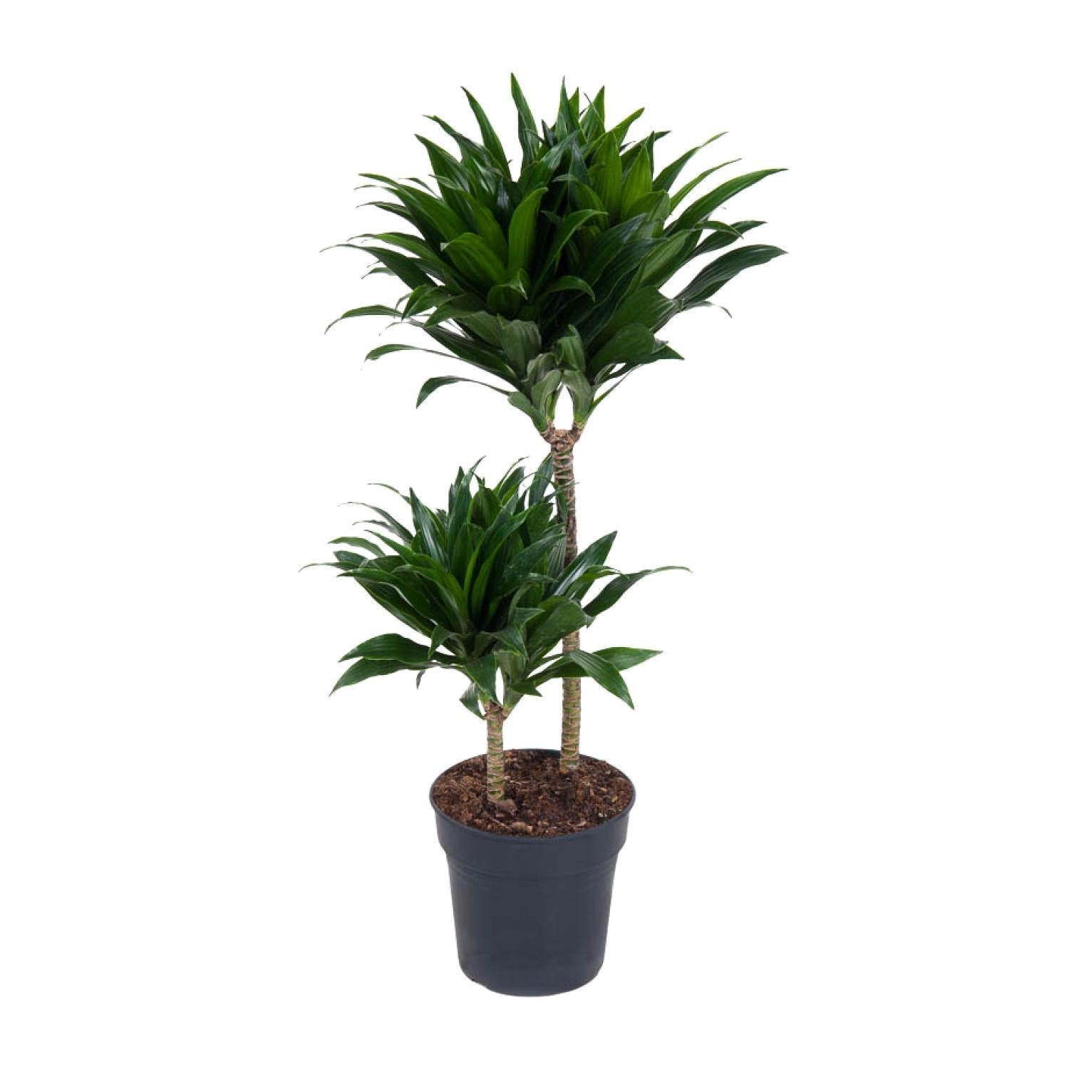 Dracaena Compacta