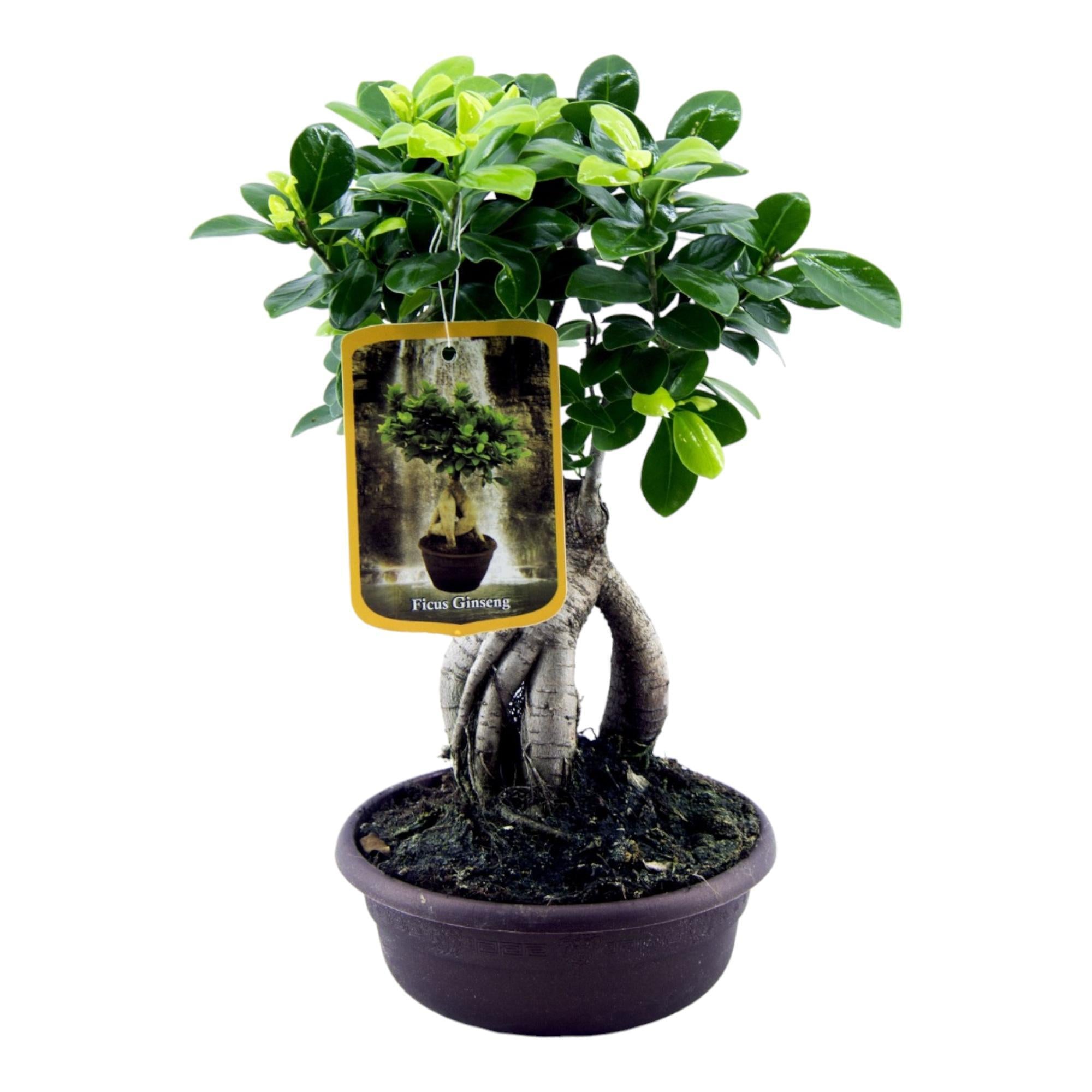 Chinesische Feige Bonsai kaufen