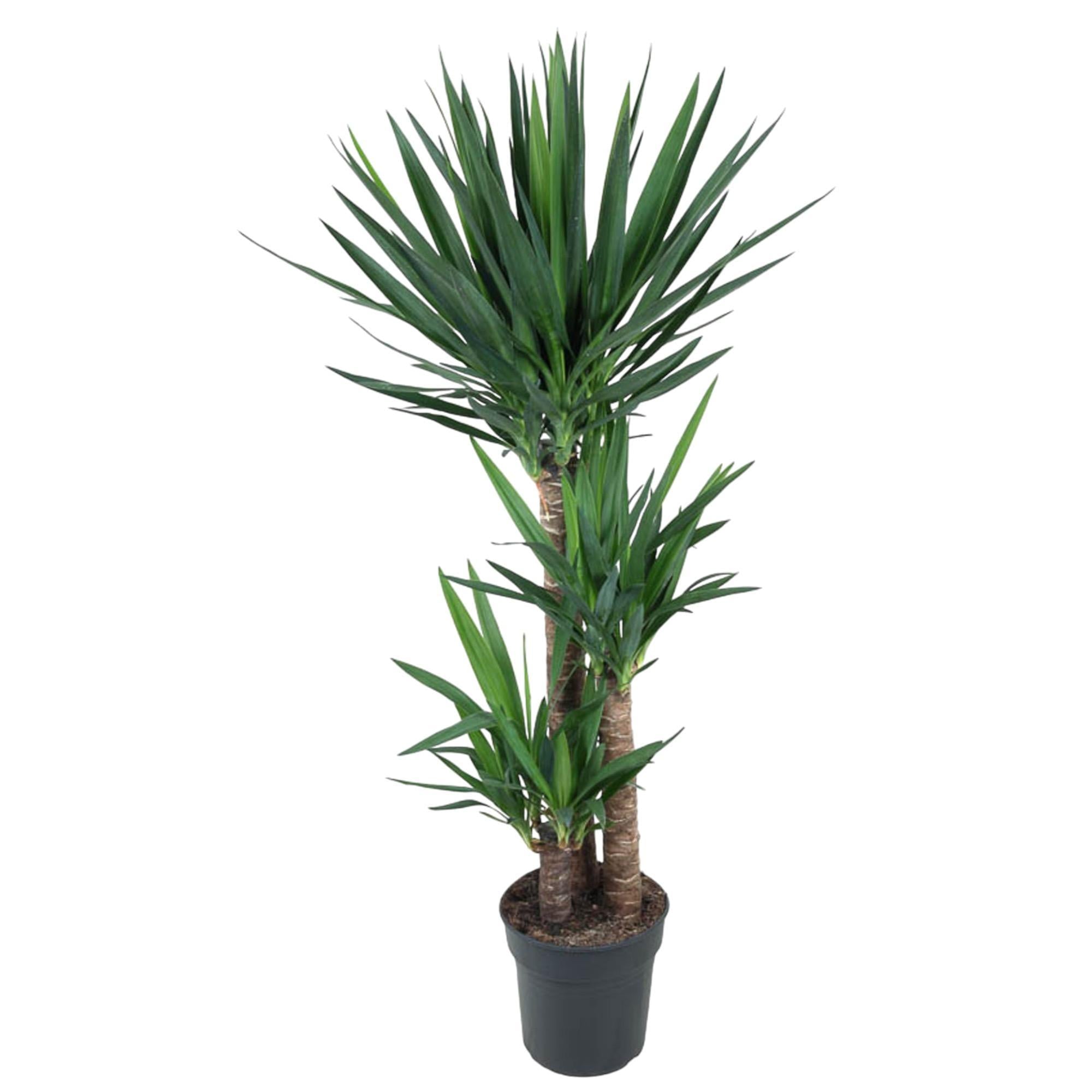 Große Yucca Elephantipe  Kaufen