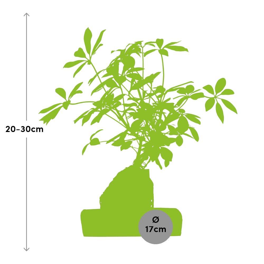 Schefflera-Pflanze auf Lavastein kaufen