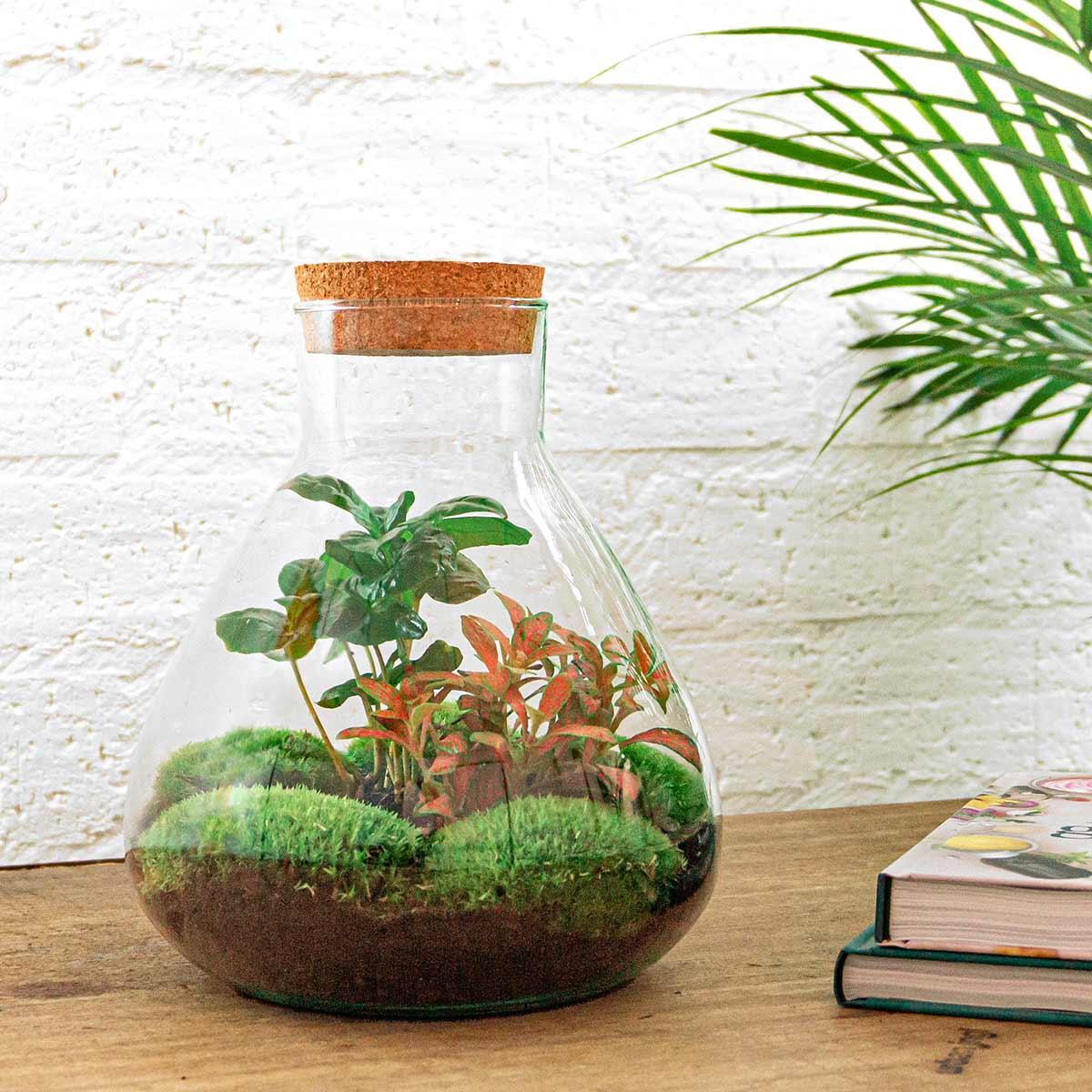 DIY-Pflanzenterrarium bestellen