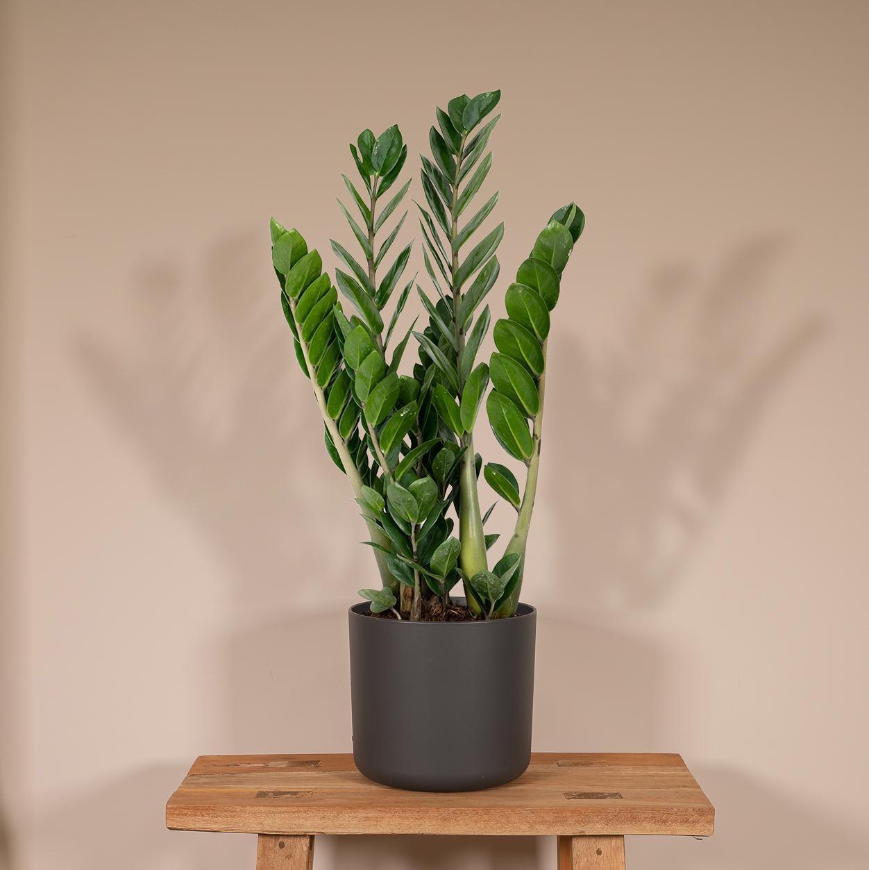 Zamioculcas Zamiifolia bestellen online