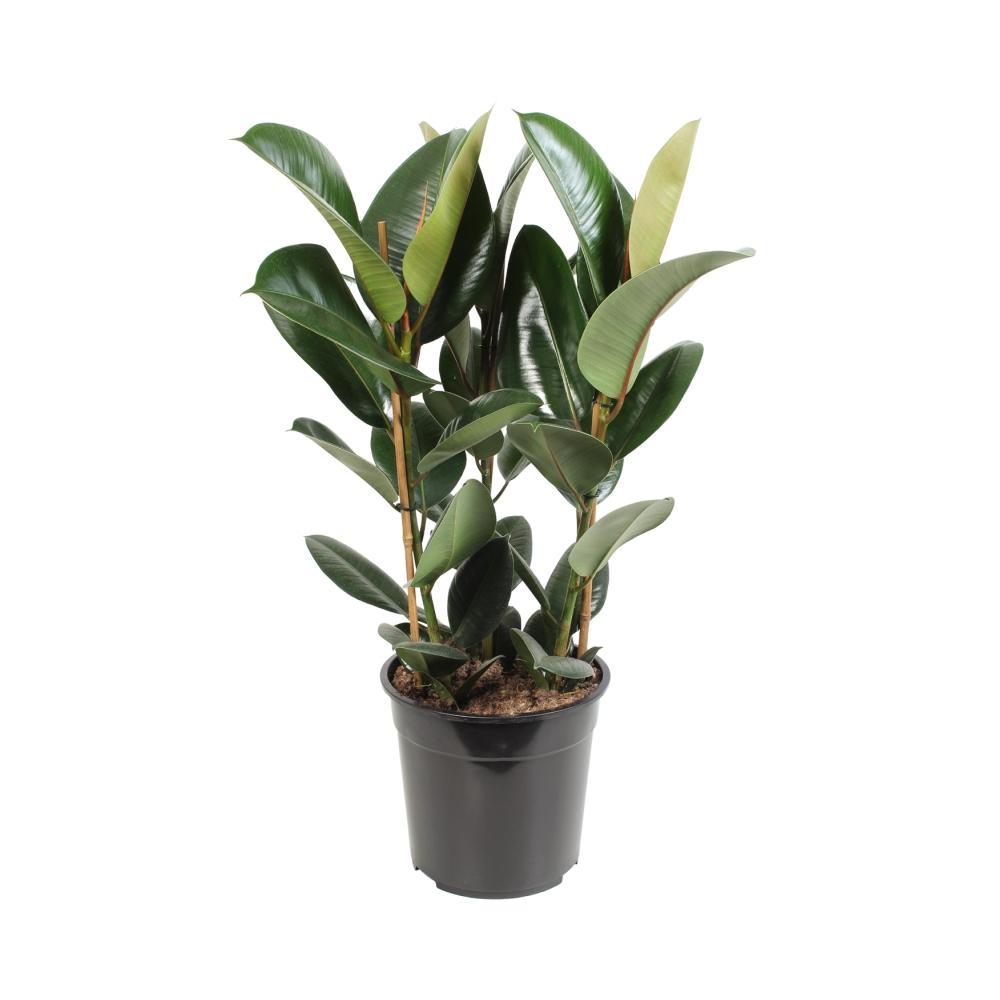 Ficus elastica Robusta kaufen