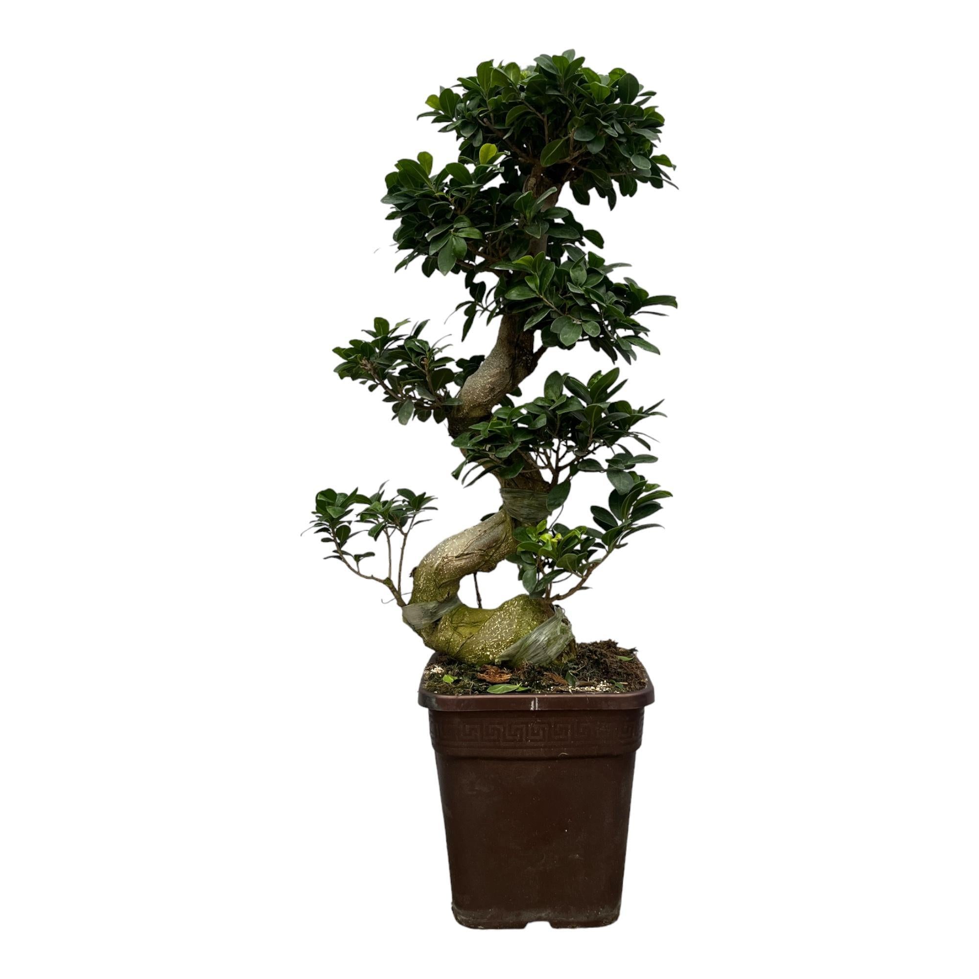 Ginseng Bonsai 