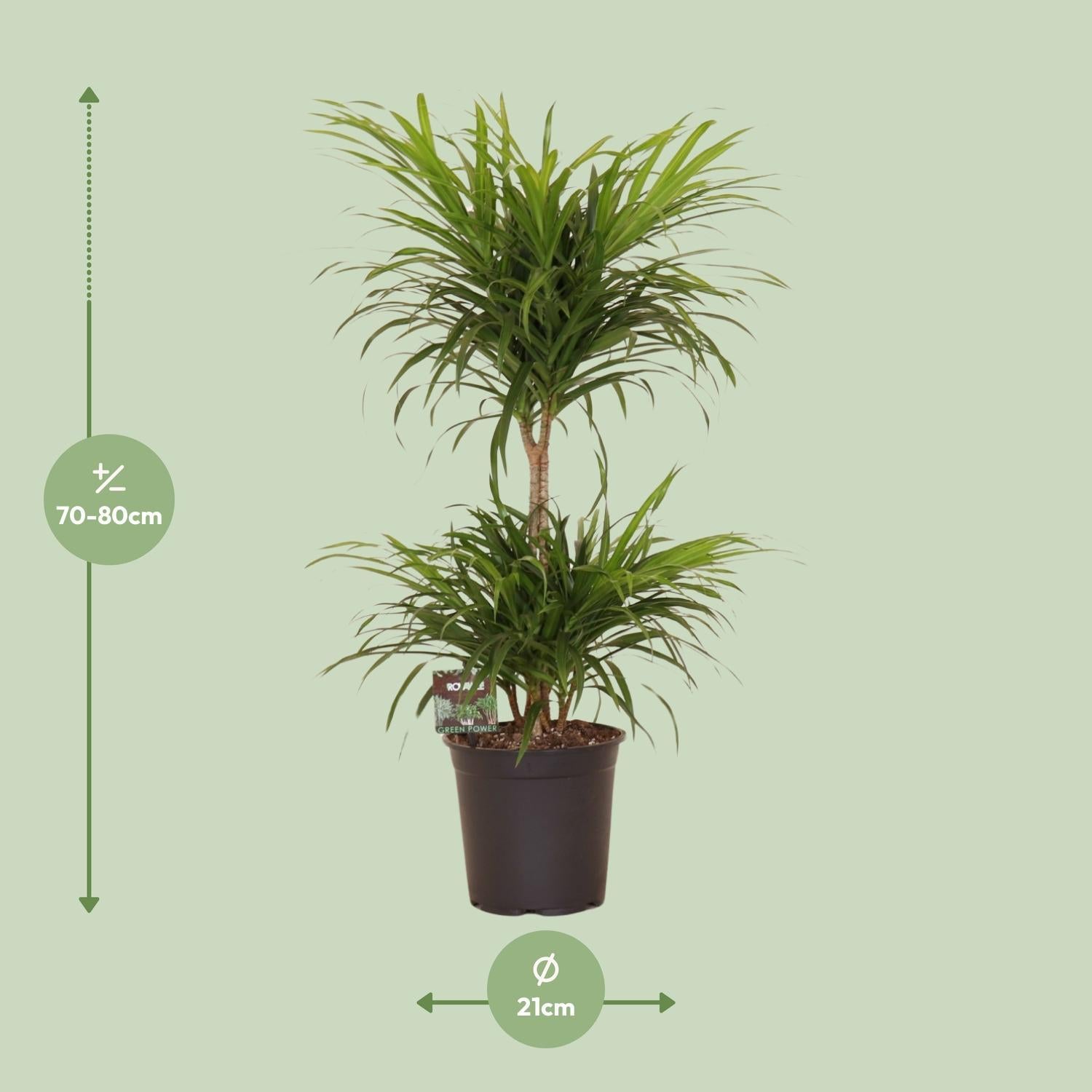 Dracaena "Reflexa Anita Variegata" online kaufen