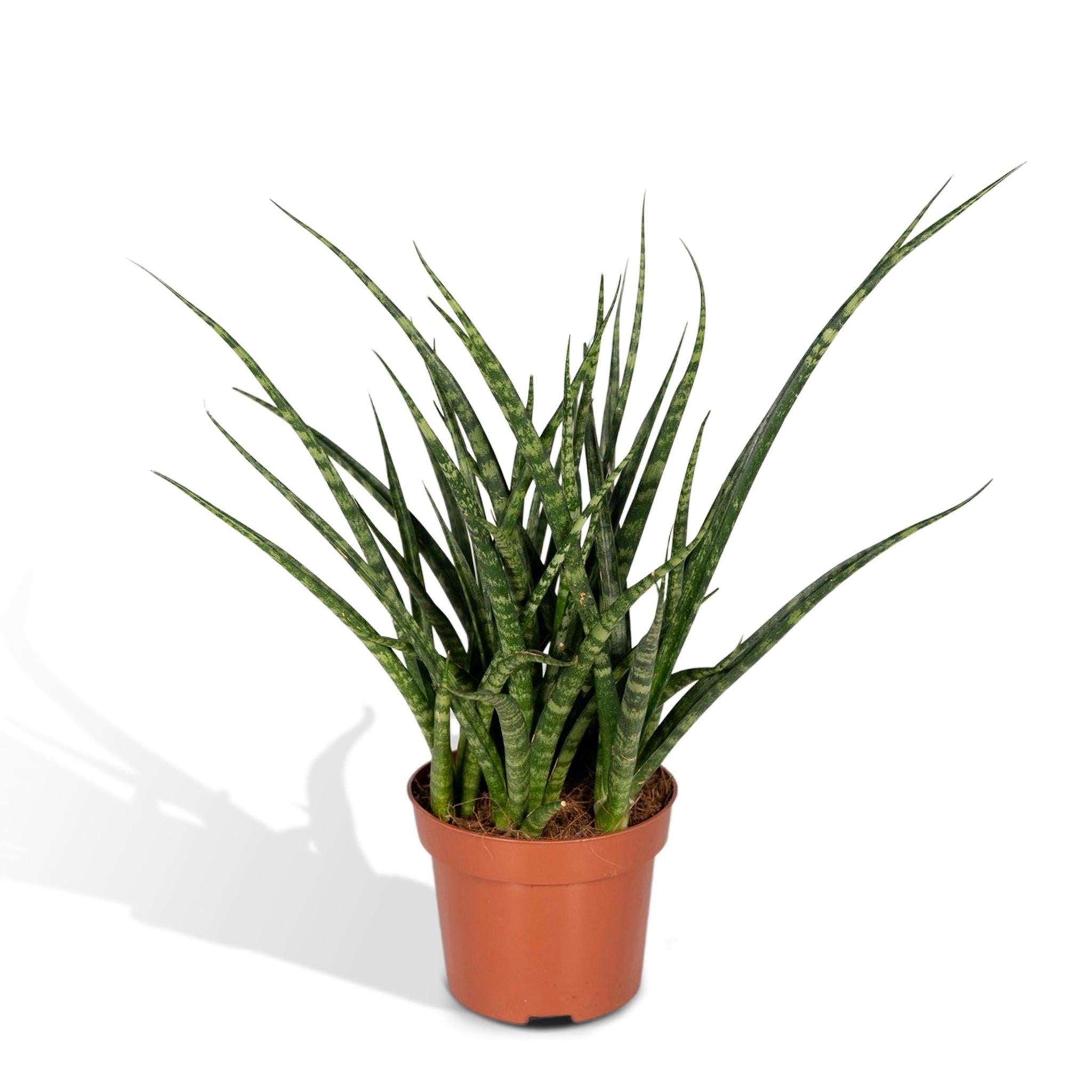 Sansevieria Fernwood Punk kaufen