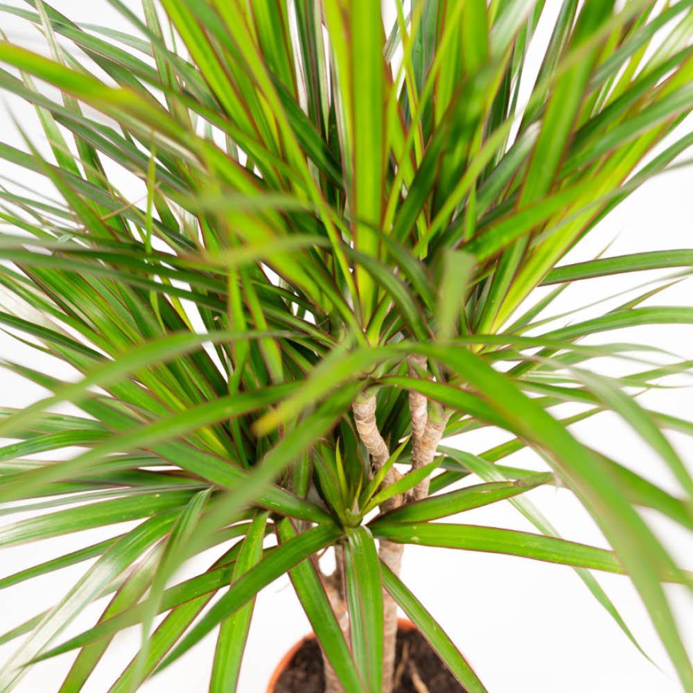 DUO von Dracaena Pflanze online bestellen