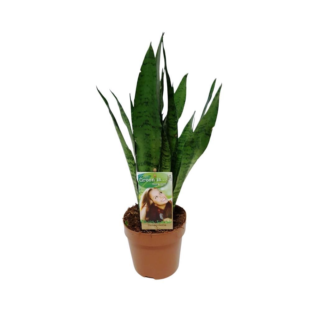 Sansevieria zeylanica kaufen