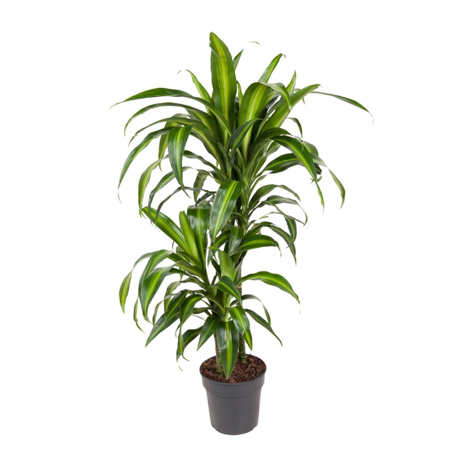 Dracaena Hawaiiana kaufen