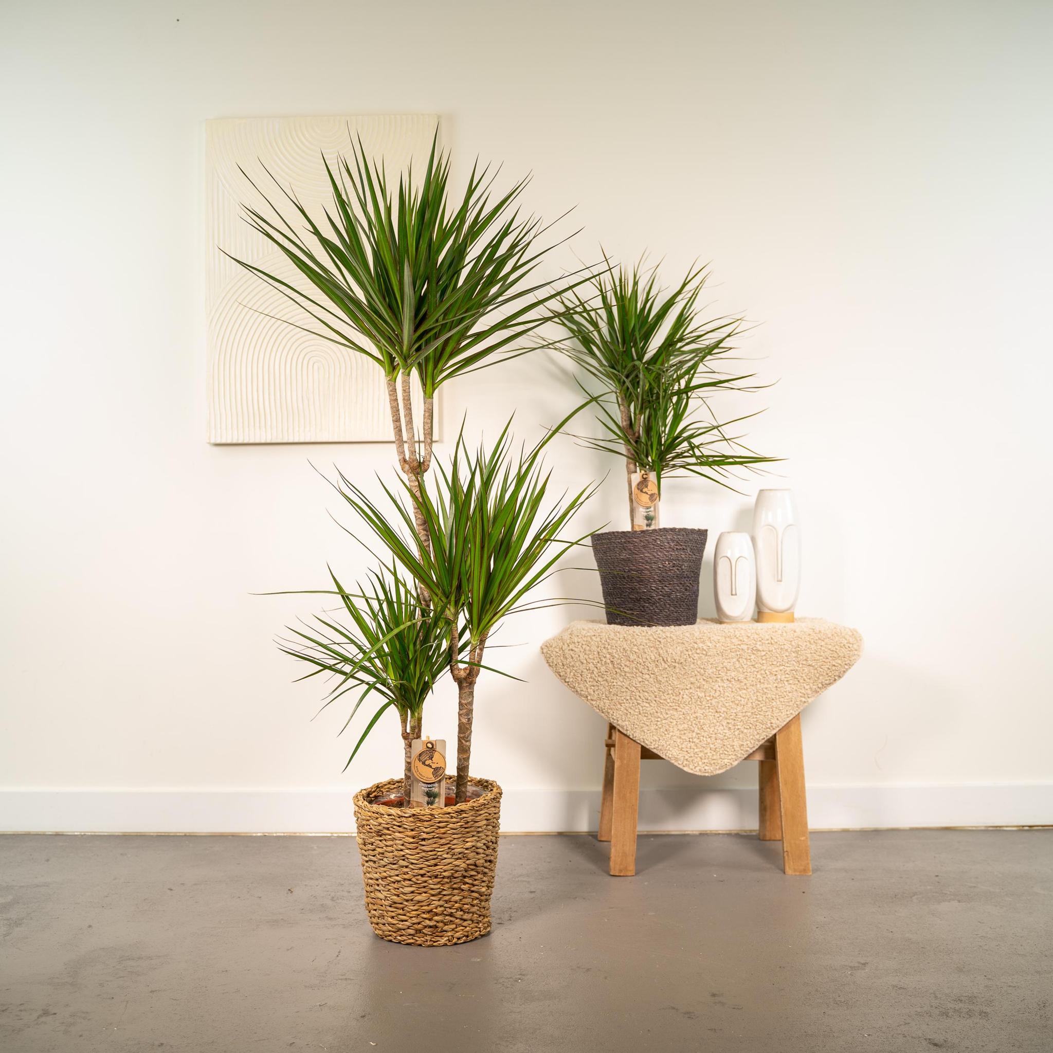 DUO von Dracaena Pflanze bestellen