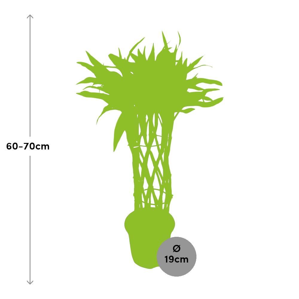 Dracaena Sandriana bestellen